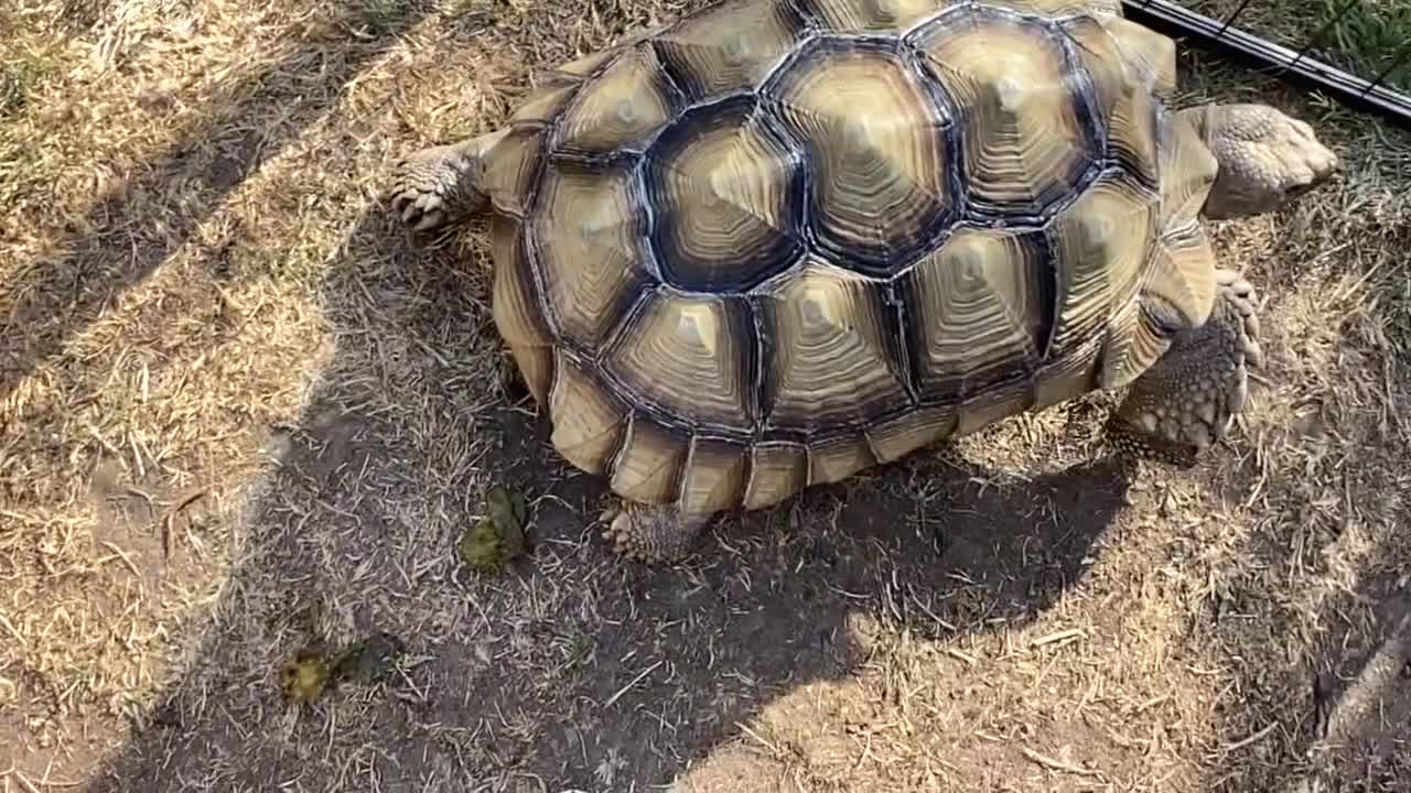 Tortoise reptiles for sale: Sulcata tortoise  in Colchester - Video 2