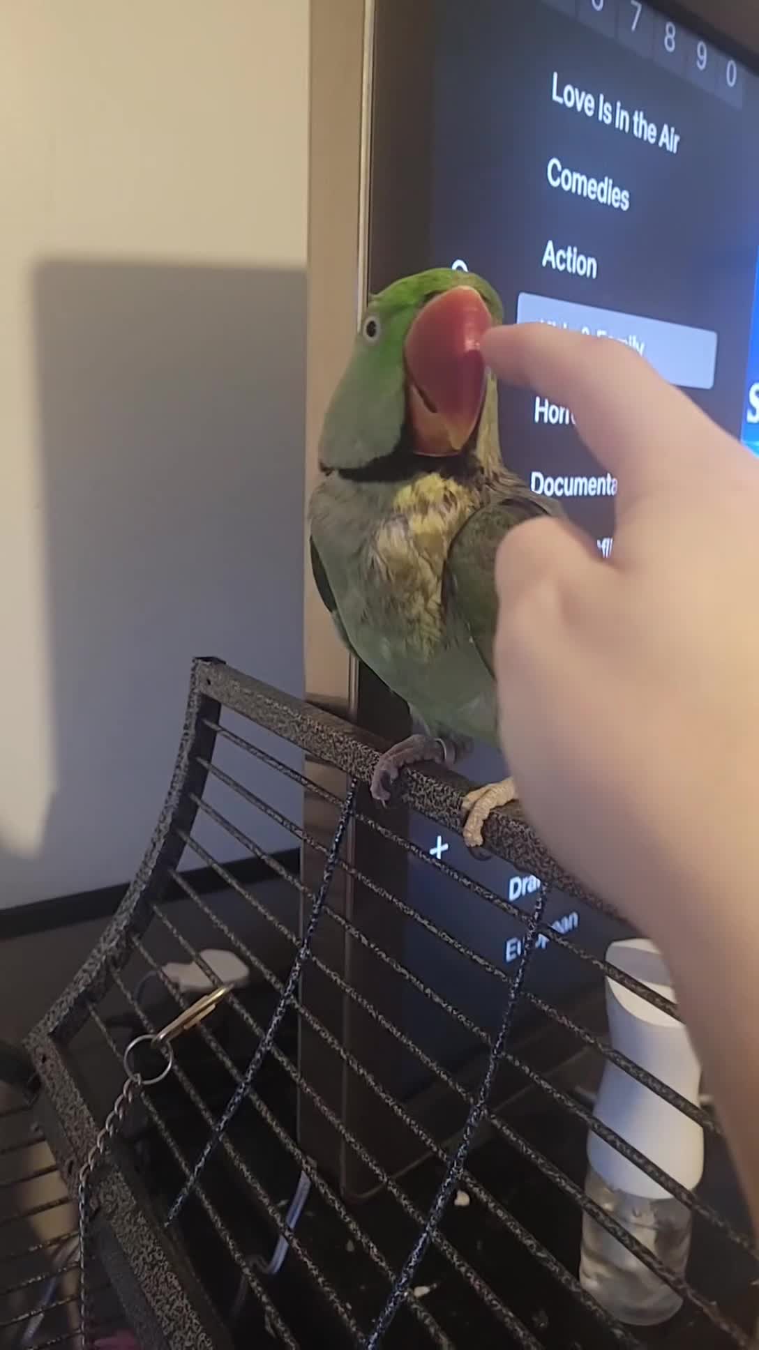 Parakeets birds for sale: Male alexandrine  - Video 2