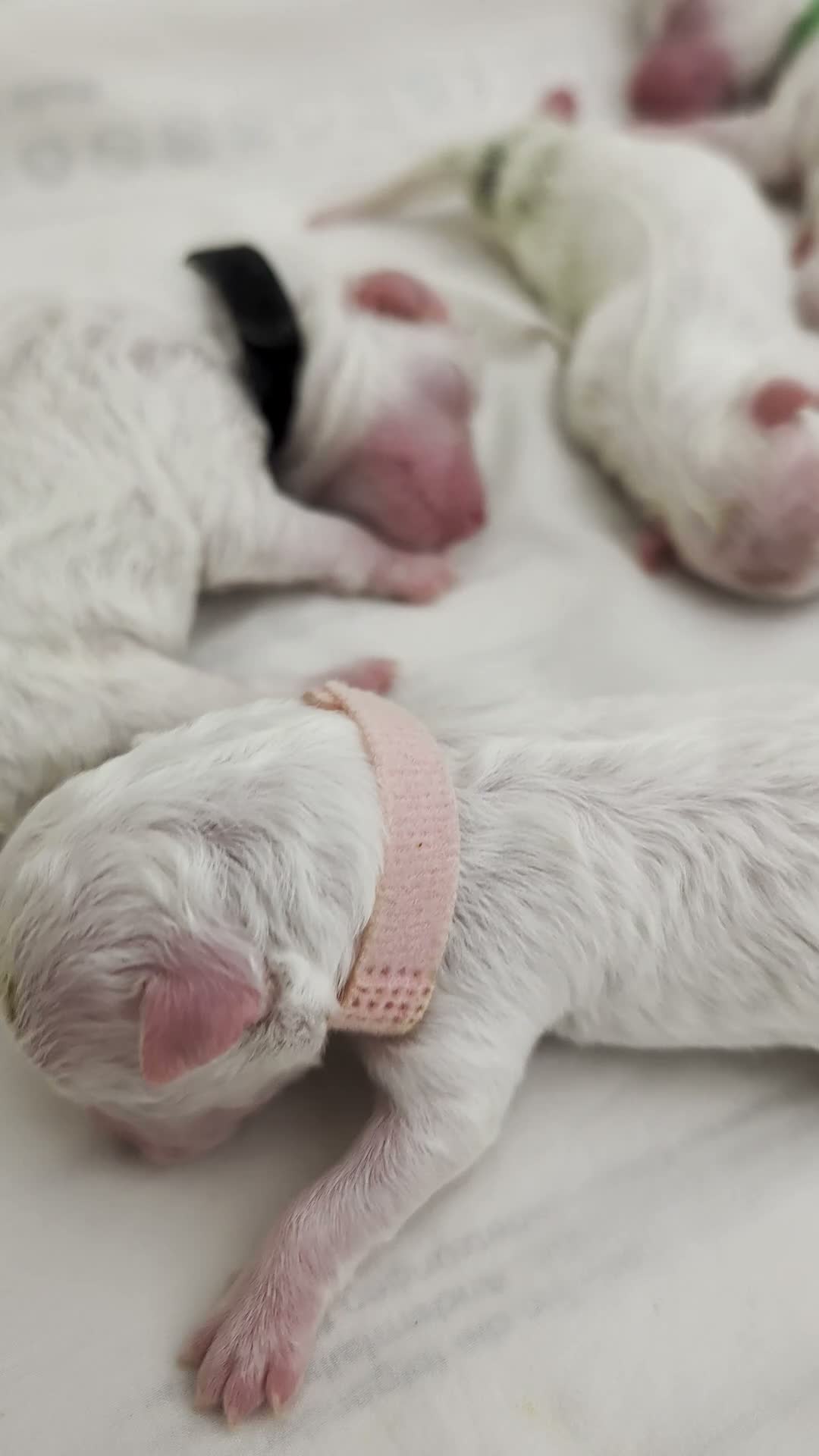 Bichon Frise dogs for sale: Cilla and Alfie have had puppies  - Video 1