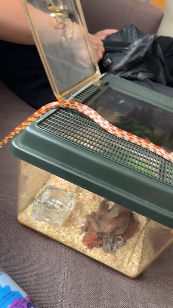 Corn Snake reptiles for sale: Corn snake for sale  in Enfield - Video 1
