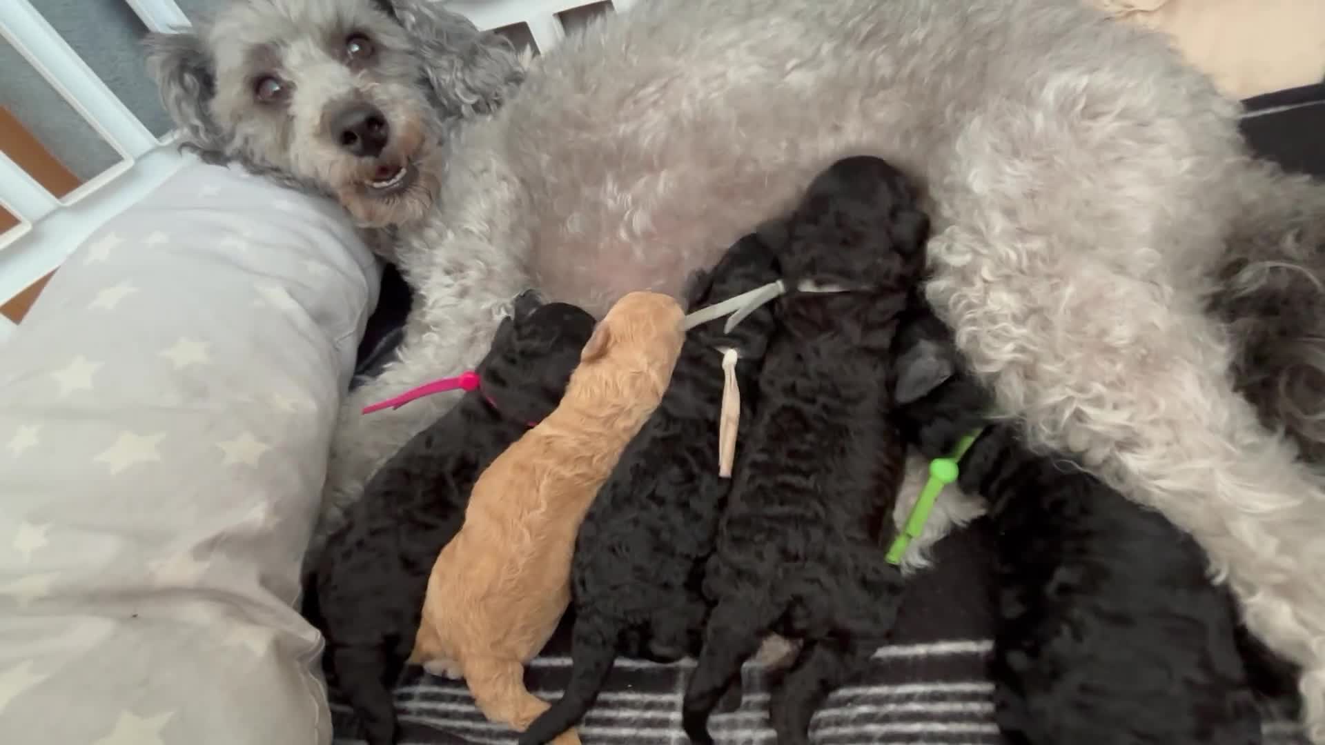 Miniature Poodle dogs for sale: Adorable kc reg miniature poodles - Video 1