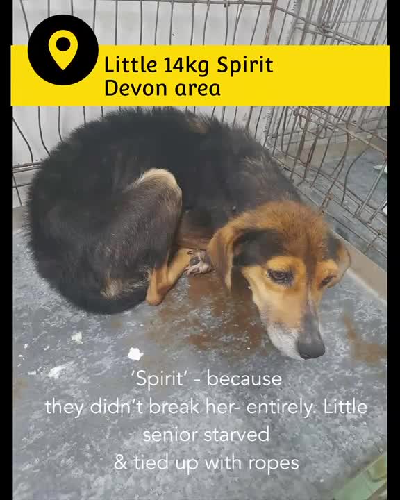 Mixed Breed dogs for adoption: Spirit, 10 years approx. Available for adoption. in Brixham - Video 1