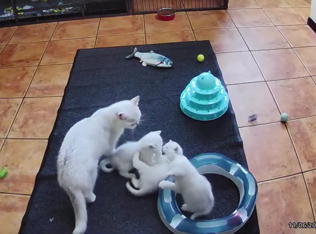 British Shorthair cats for sale: BSH BLACK TIPPED KITTENS GCCF REGISTERED  - Video 1