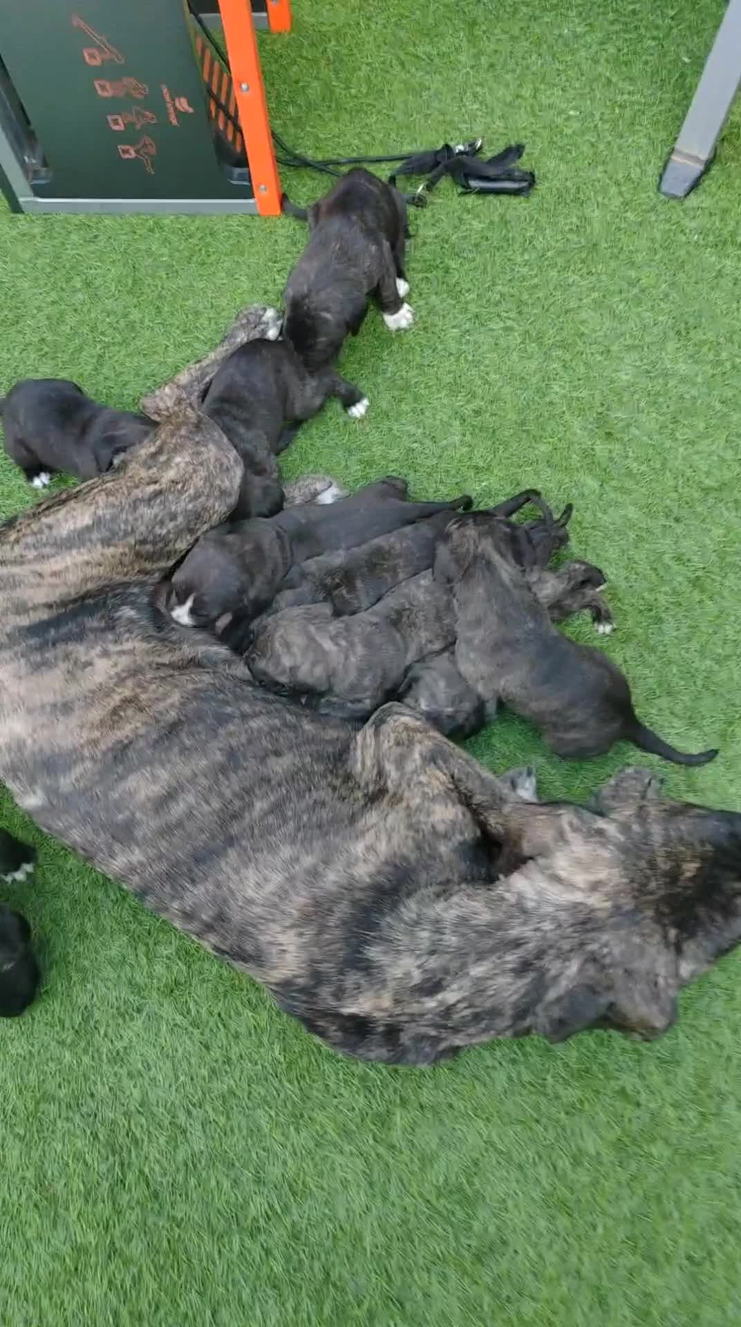 Cane Corso dogs for sale: Cane corso - Video 1
