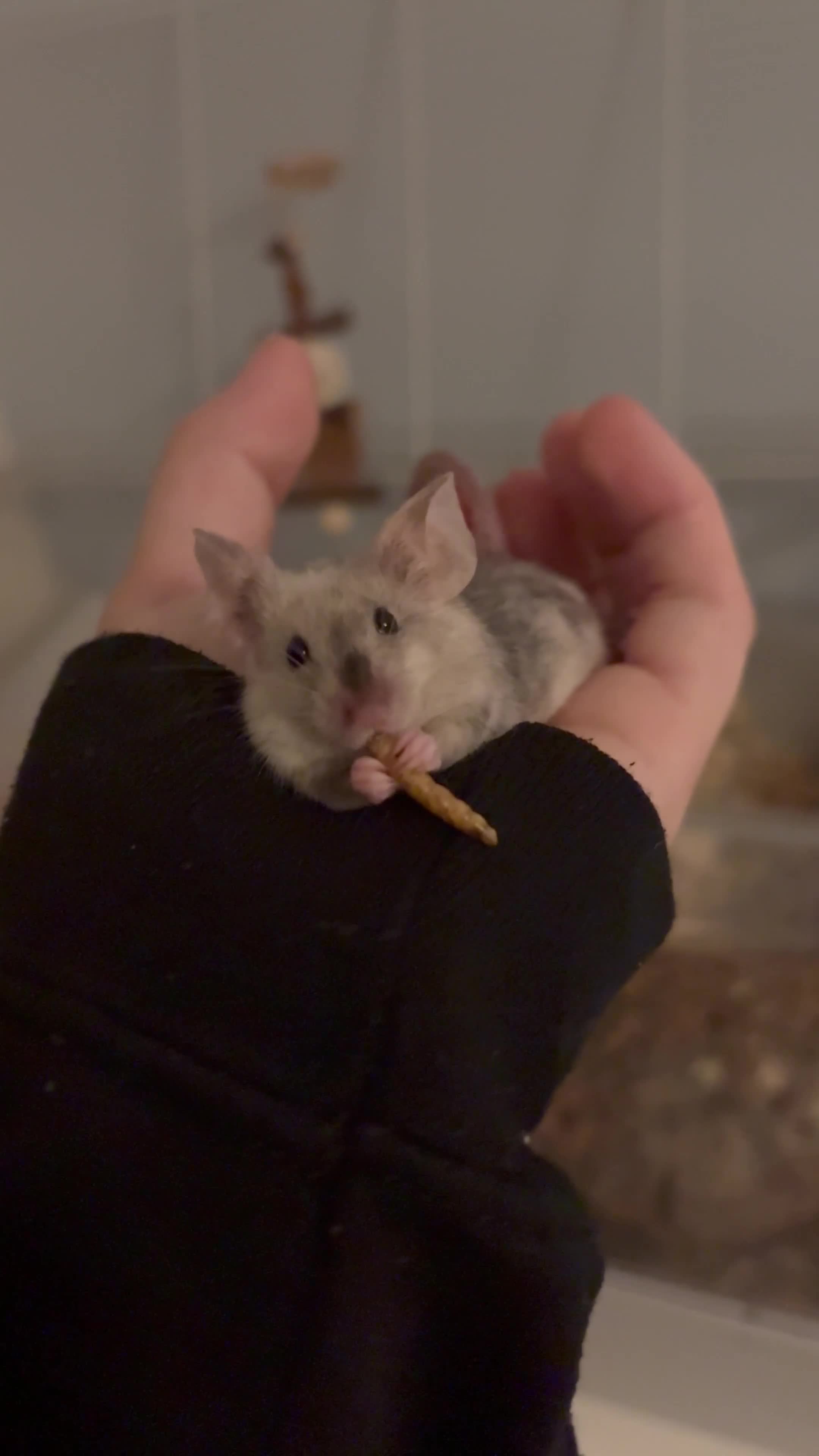 Mouse rodents for sale: Friendly mice looking for a new home in Milton Keynes - Video 1