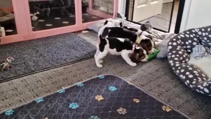 Beagle dogs for sale: Beautiful beagle puppies  - Video 3