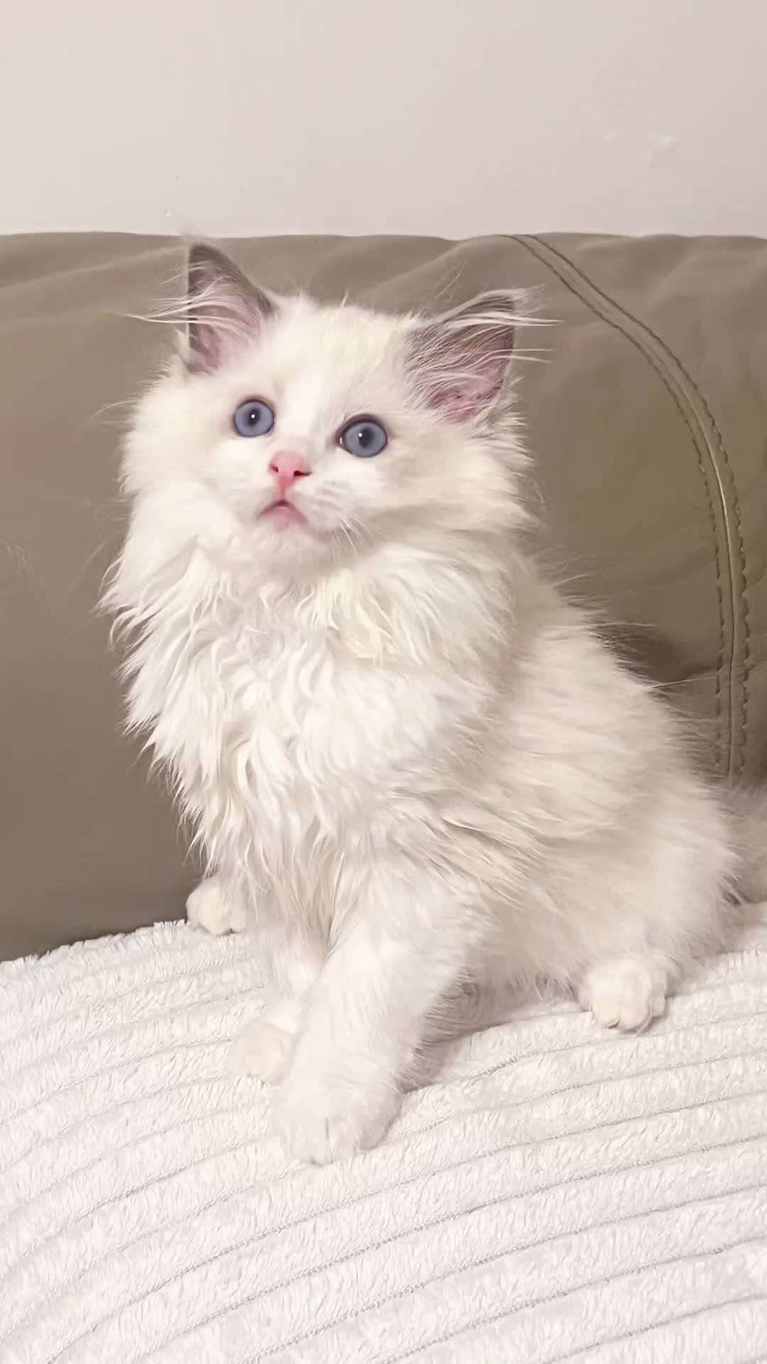 Ragdoll cats for sale: TICA EU pure Ragdoll boys & girls available  in London - Video 1