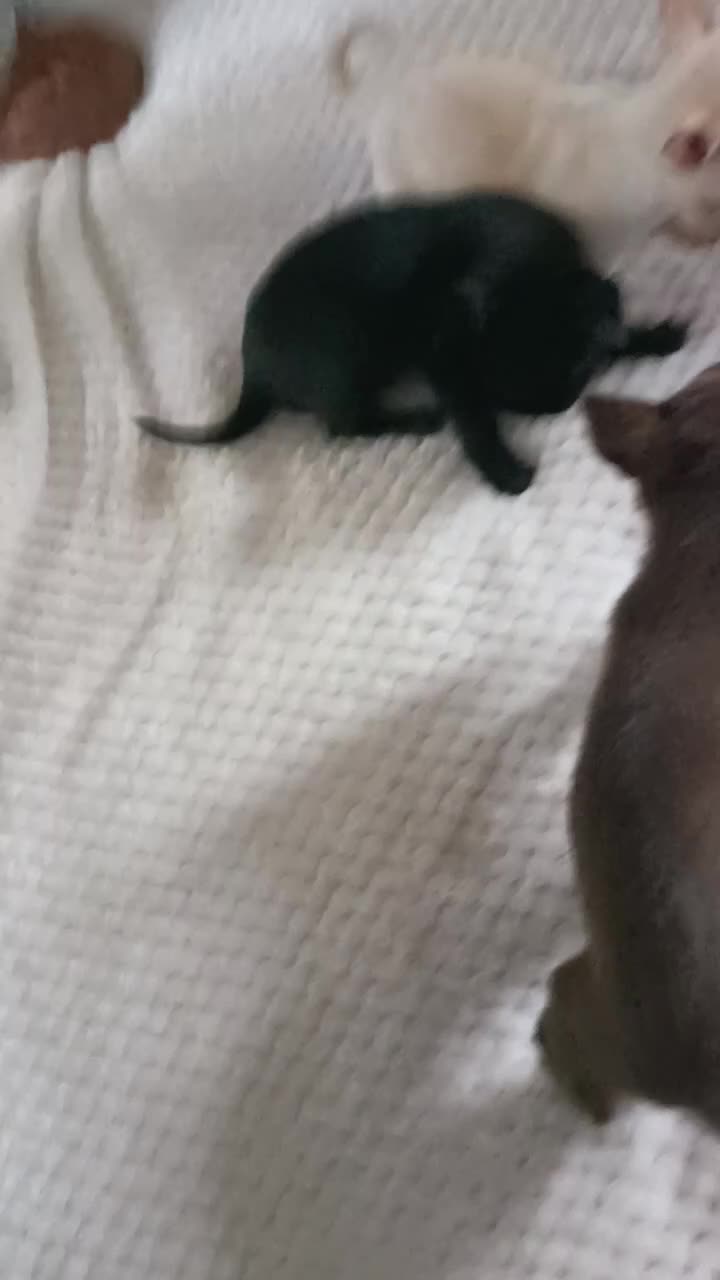 Chihuahua dogs for sale: 1 black boy 1 cream girl 1 brown girl chihuahuas - Video 1