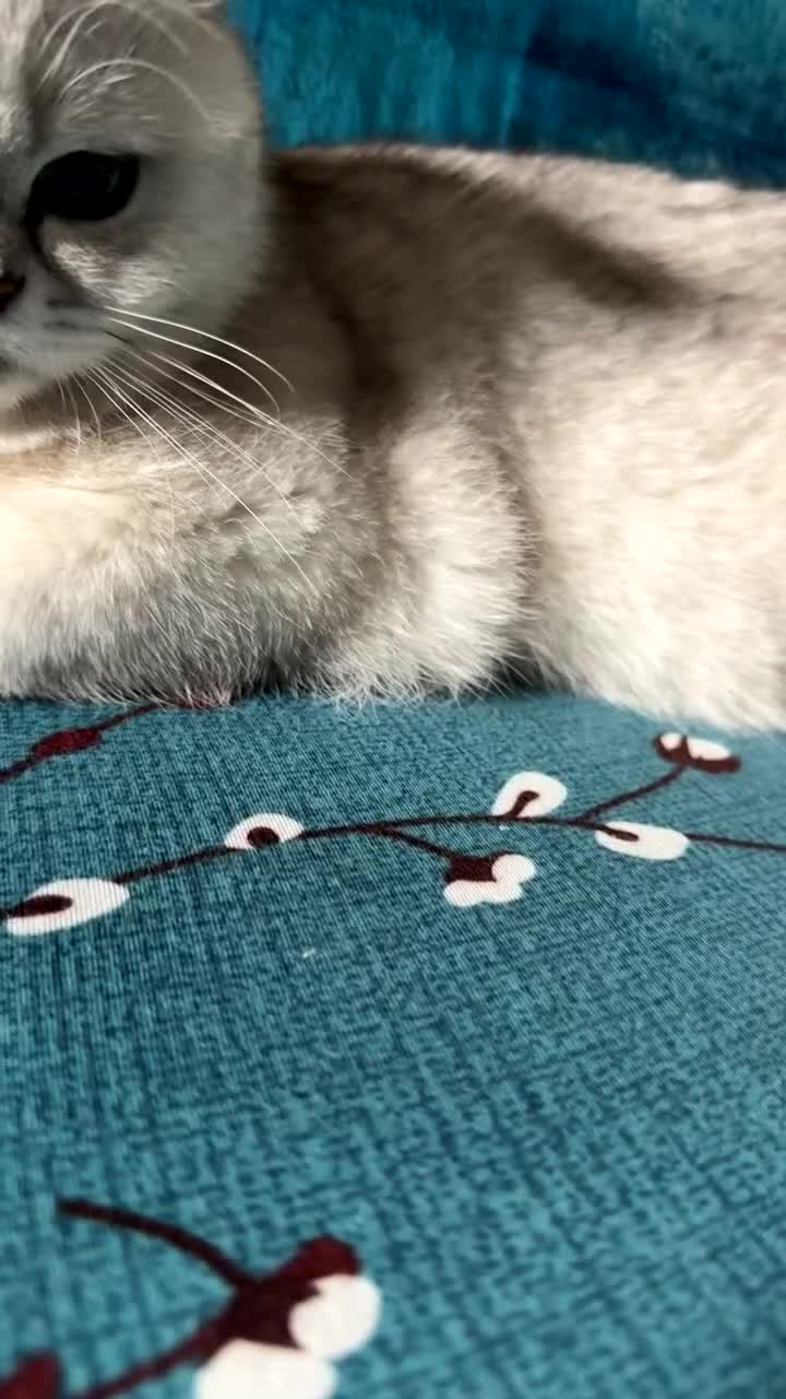 Scottish Fold cats for sale: Stunning Male Silver-Tipped Scottish Straight  - Video 2