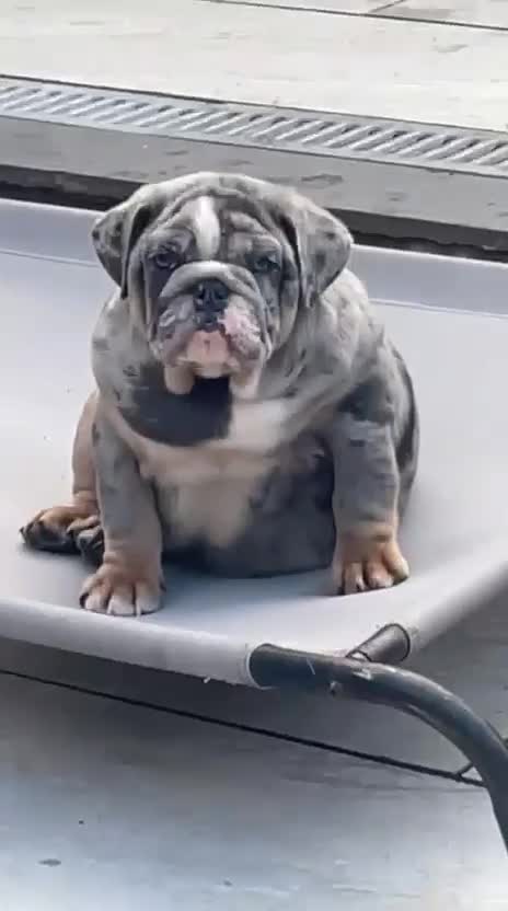 English Bulldog dogs for sale: Male Merle English Bulldog for sale  in Tranent - Video 1