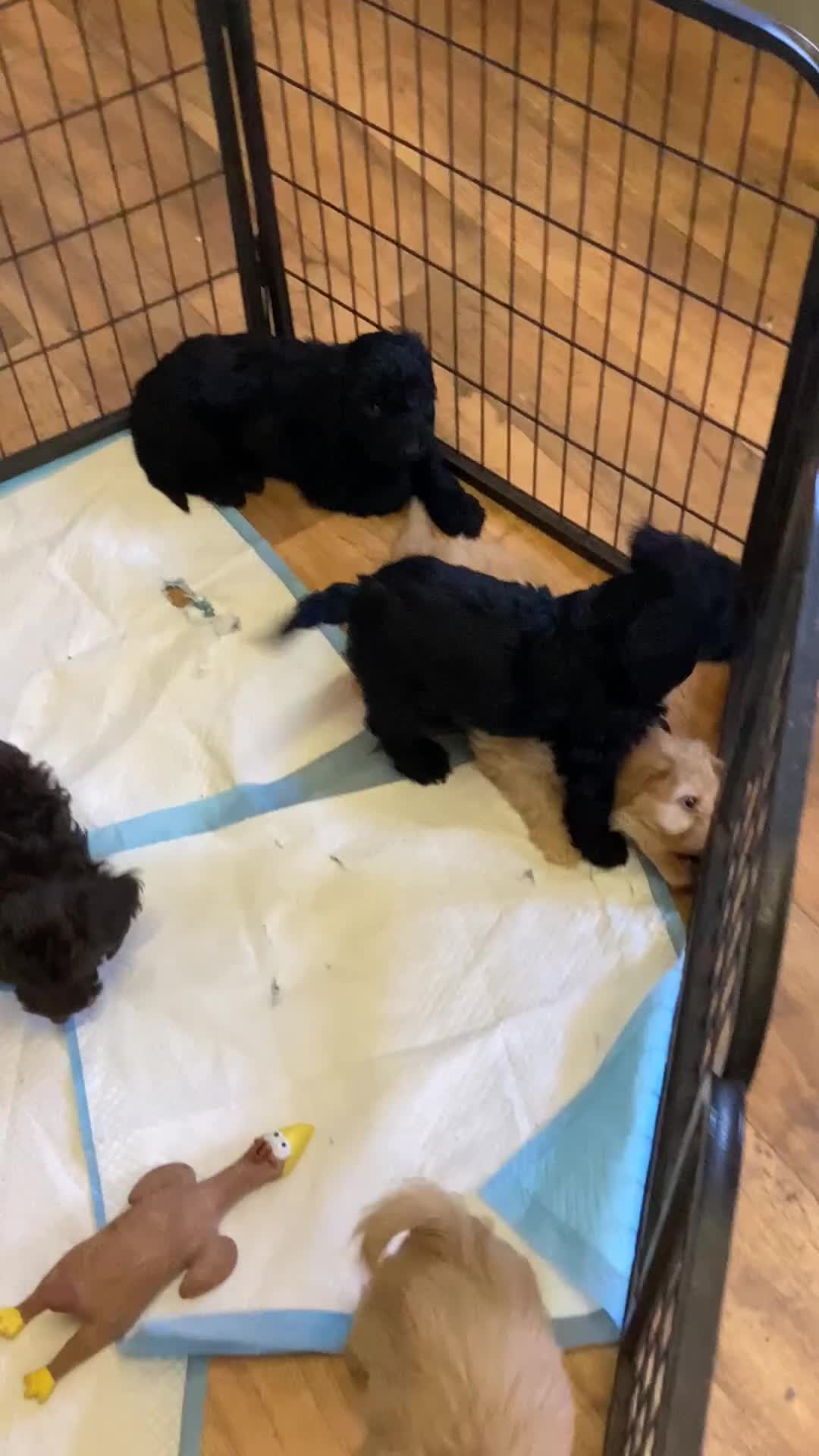 Cockapoo dogs for sale: Cockapoo f1 - Video 2