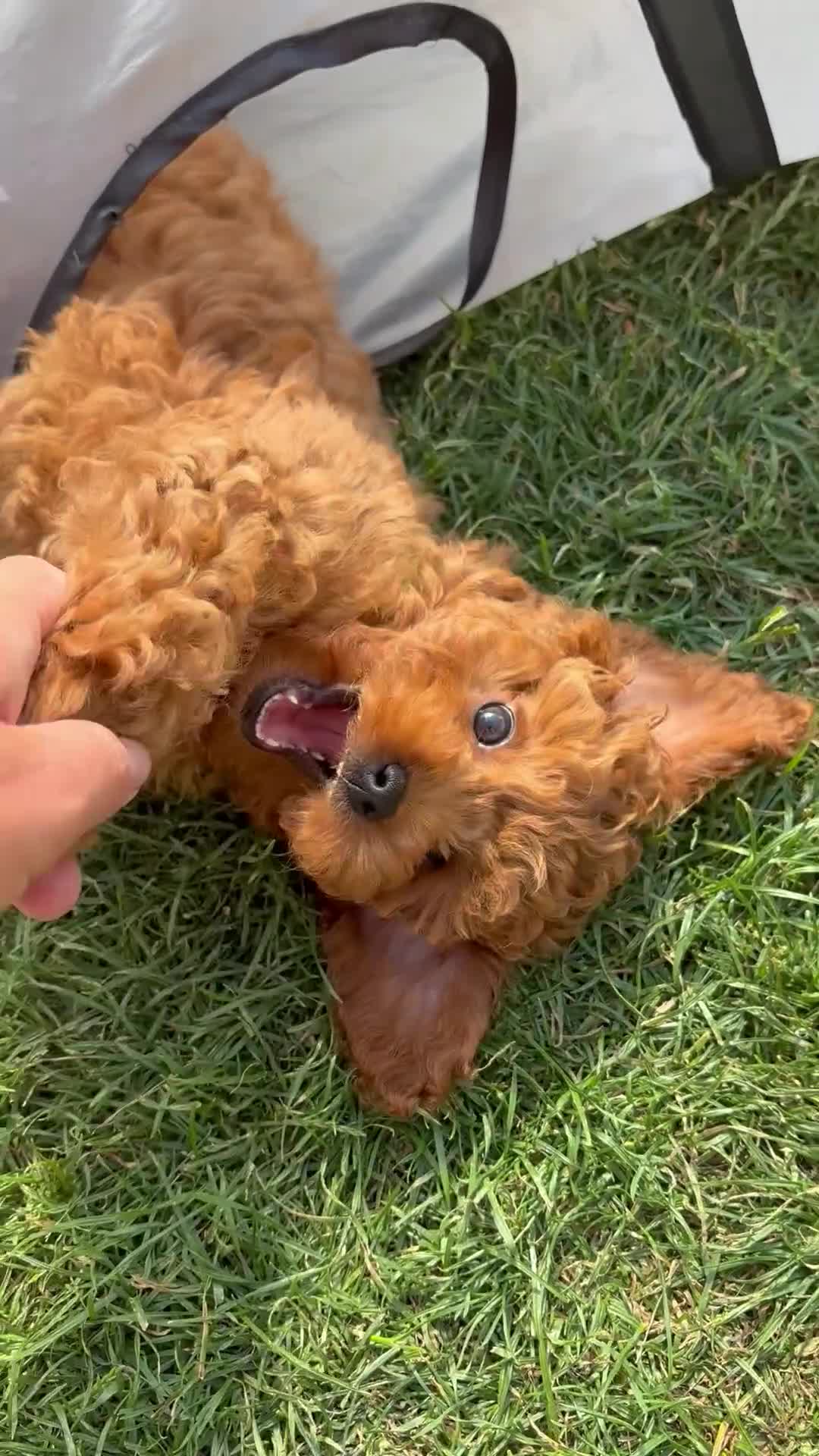 Cockapoo dogs for sale: Last girl available, ready for her forever home! - Video 1