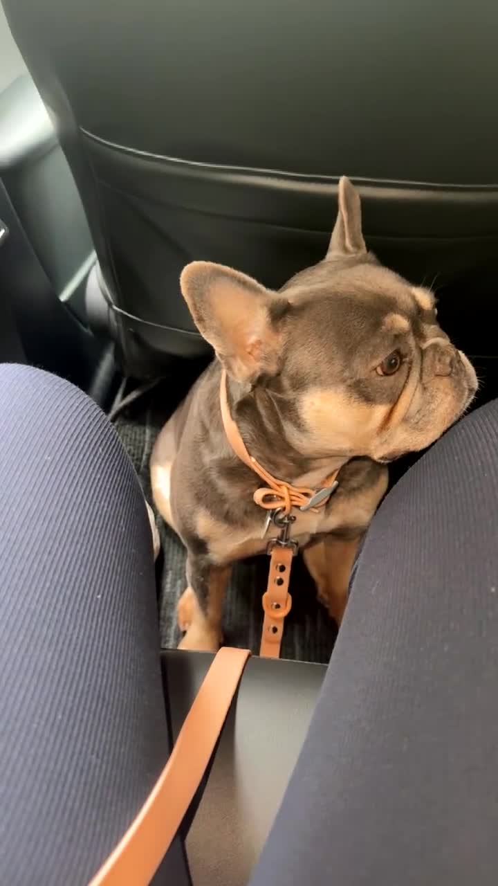 French Bulldog dogs for sale: 6 year old frenchie for sale  - Video 1
