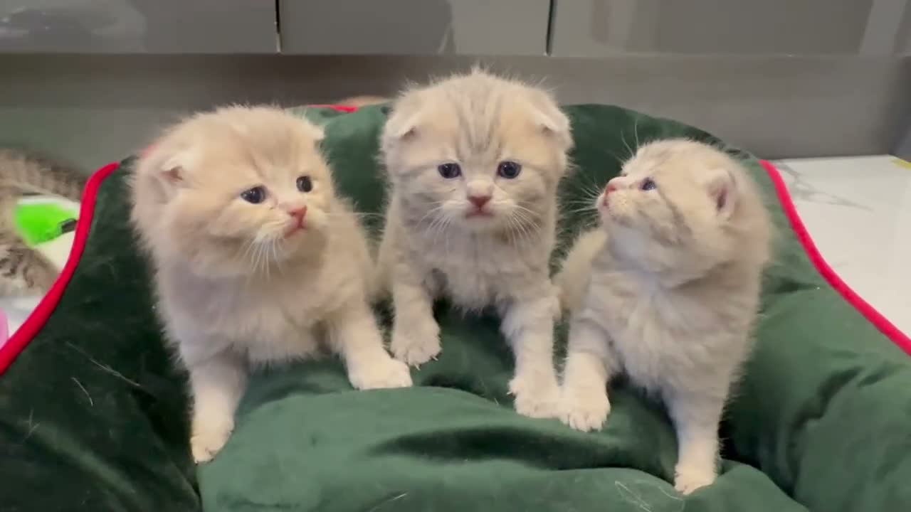 Scottish Fold cats for sale: Scottish fold full pedigree  - Video 1