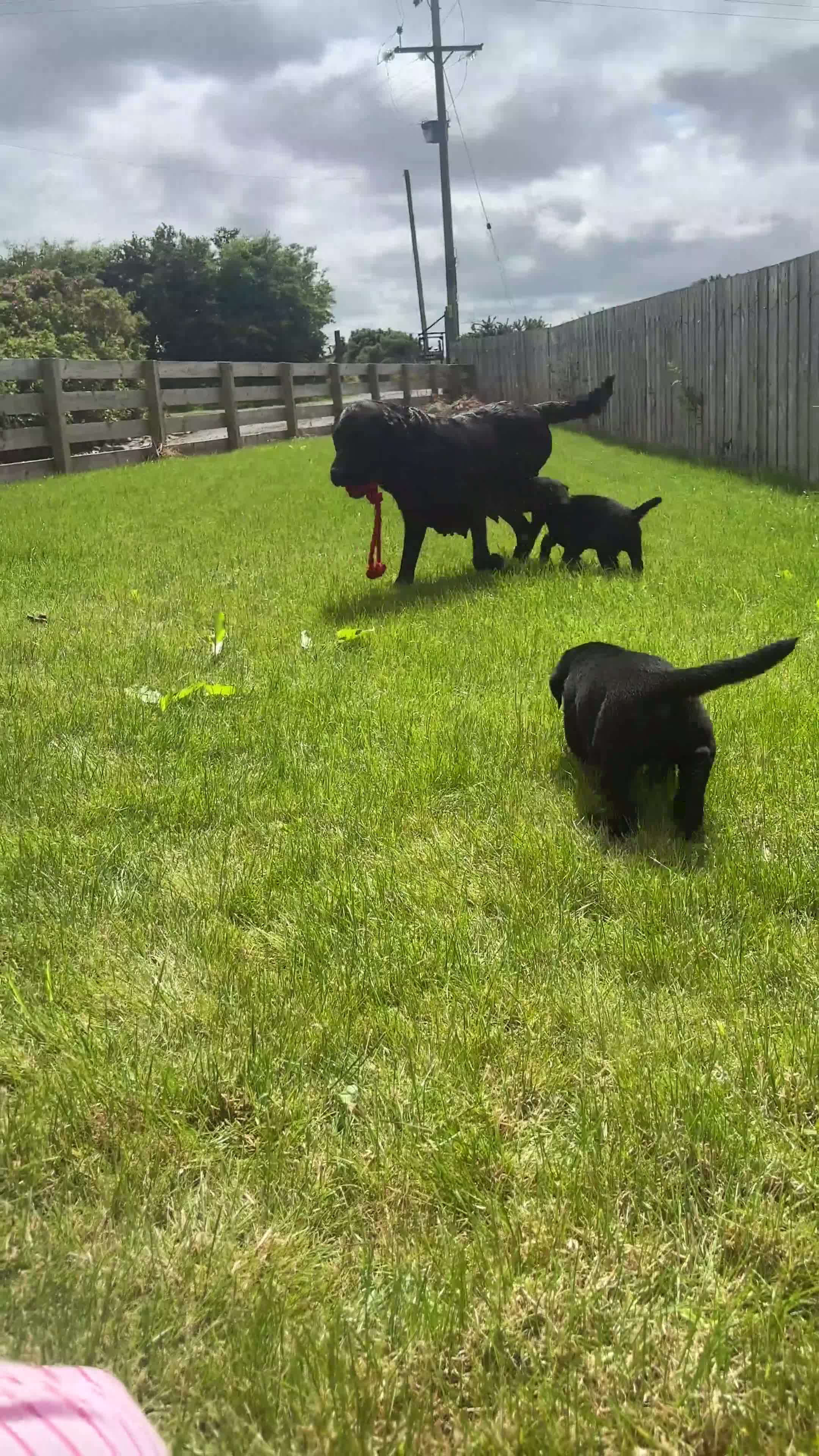 Labrador Retriever dogs for sale: Beautiful Black Labrador Puppies - Video 1