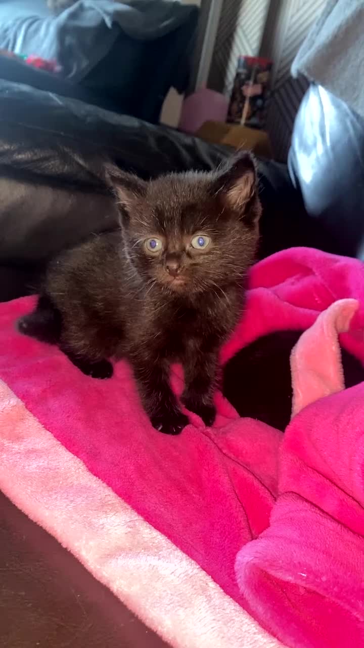 Mixed Breed cats for sale: 3 all black boy kittens READY NOW! - Video 1