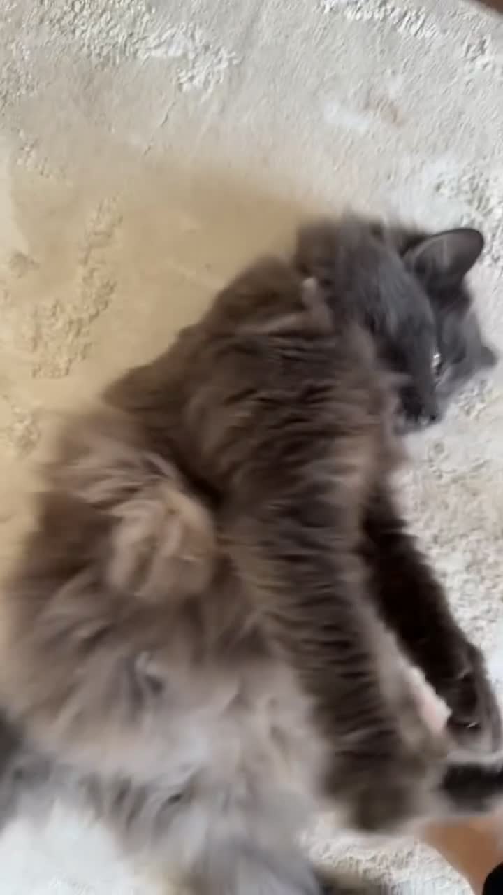 Mixed Breed cats for sale: For adoption - Video 2