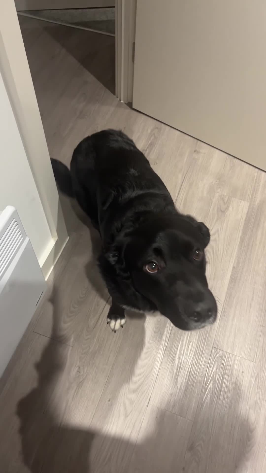 Borador dogs for sale: Ghost - Video 1