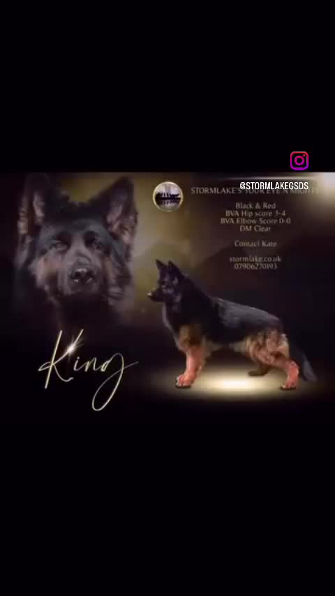 German Shepherd dogs for stud: German Shepherd Long Haired *Stud* - Video 1