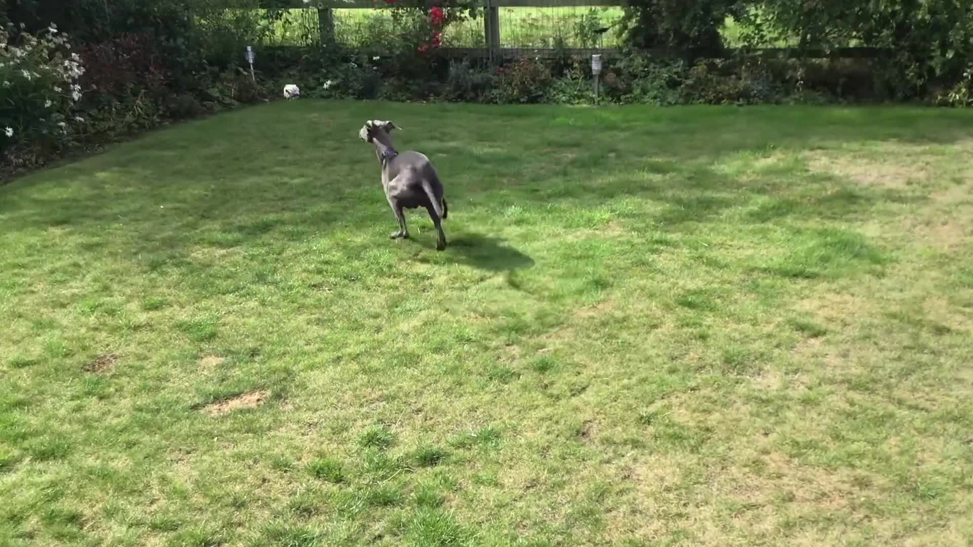Whippet dogs for sale: Male Whippet puppy  - Video 2