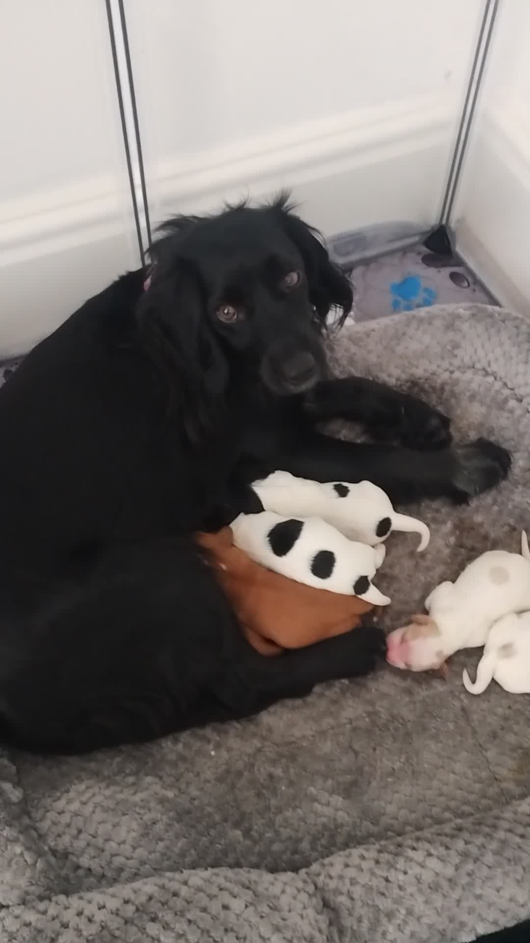 Mixed Breed dogs for sale: Cavalier King Charles/Cockapoo - Video 4
