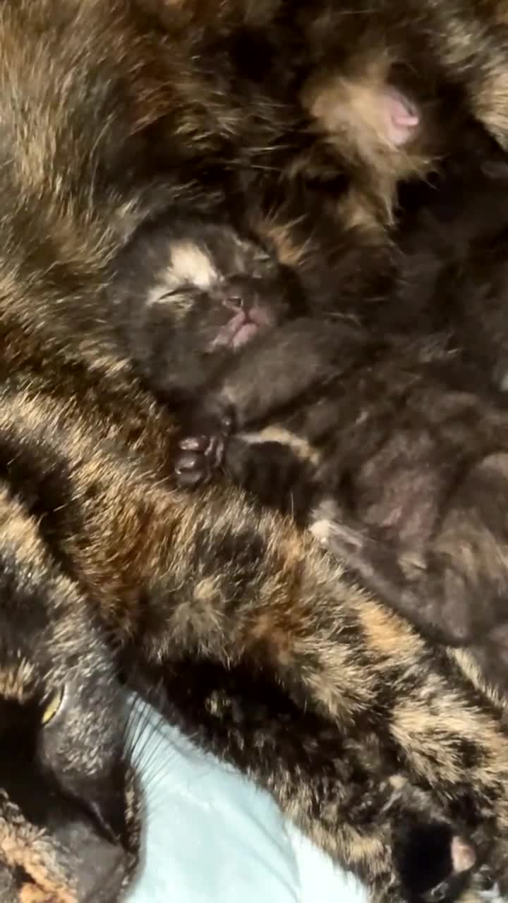 Mixed Breed cats for sale: 1 TORTIE GIRL LEFT 💖😻 - Video 1