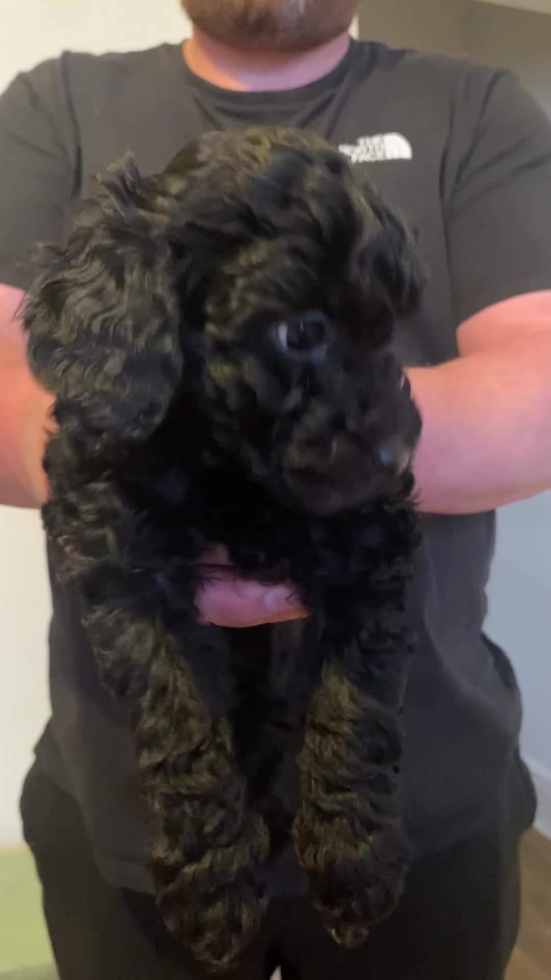 Cockapoo dogs for sale: Adorable, F2 cockapoos - Video 2
