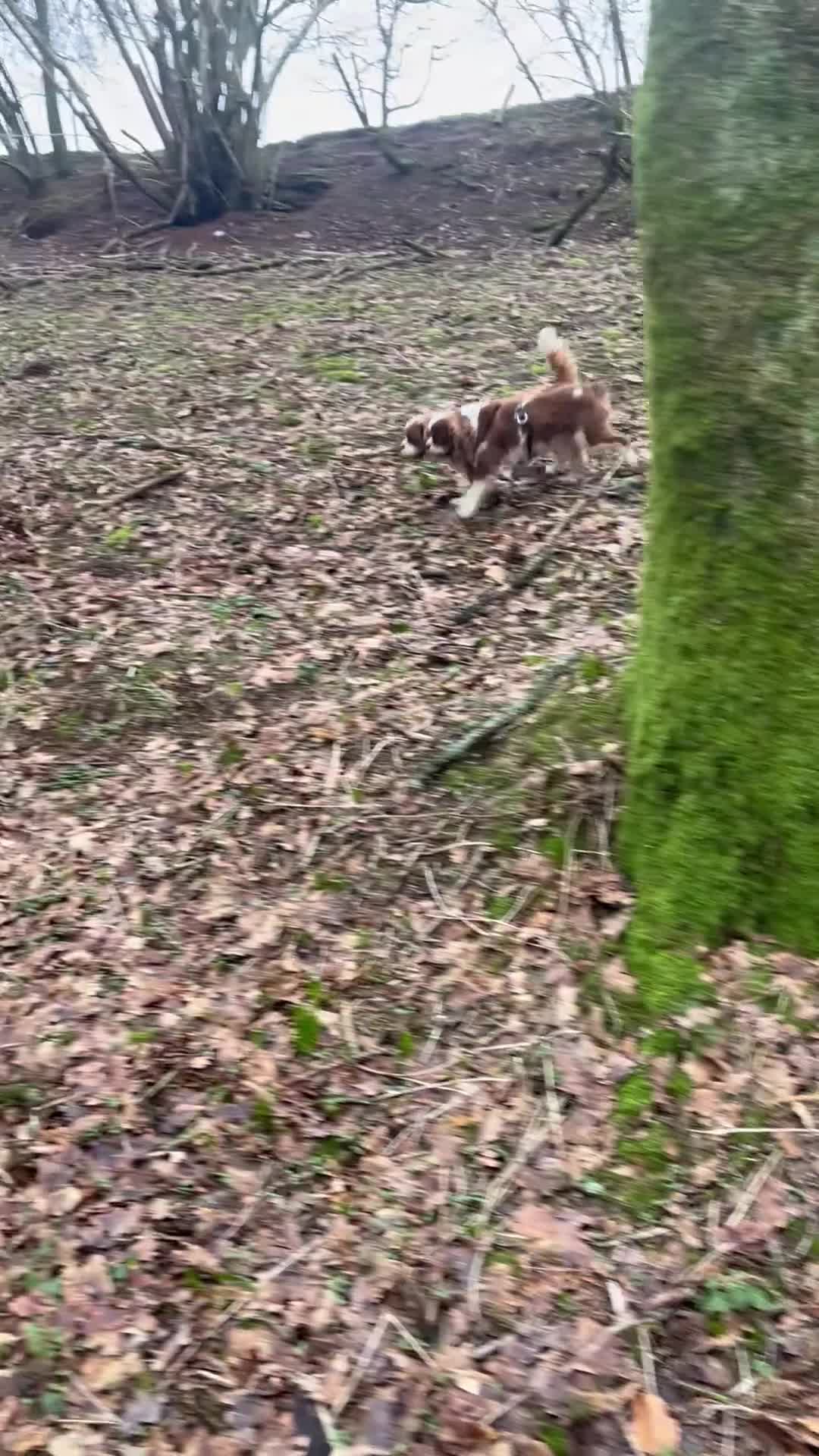 Cavalier King Charles Spaniel dogs for sale: 3 adult cavaliers (speyed)1 boy 2 girls  - Video 1