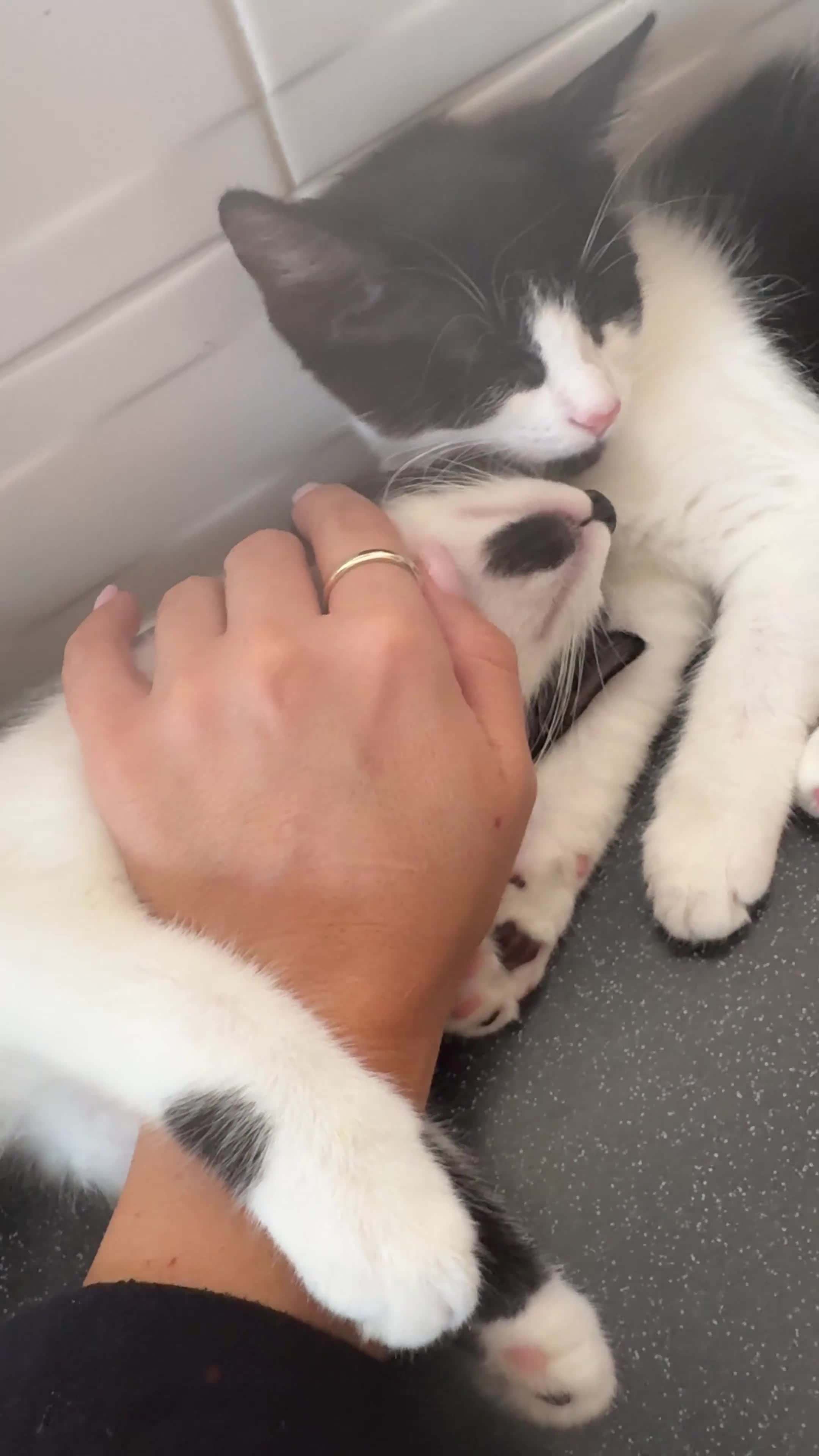 Mixed Breed cats for adoption: Beautiful Black & White Mixed Breed Kittens   in Lichfield - Video 1