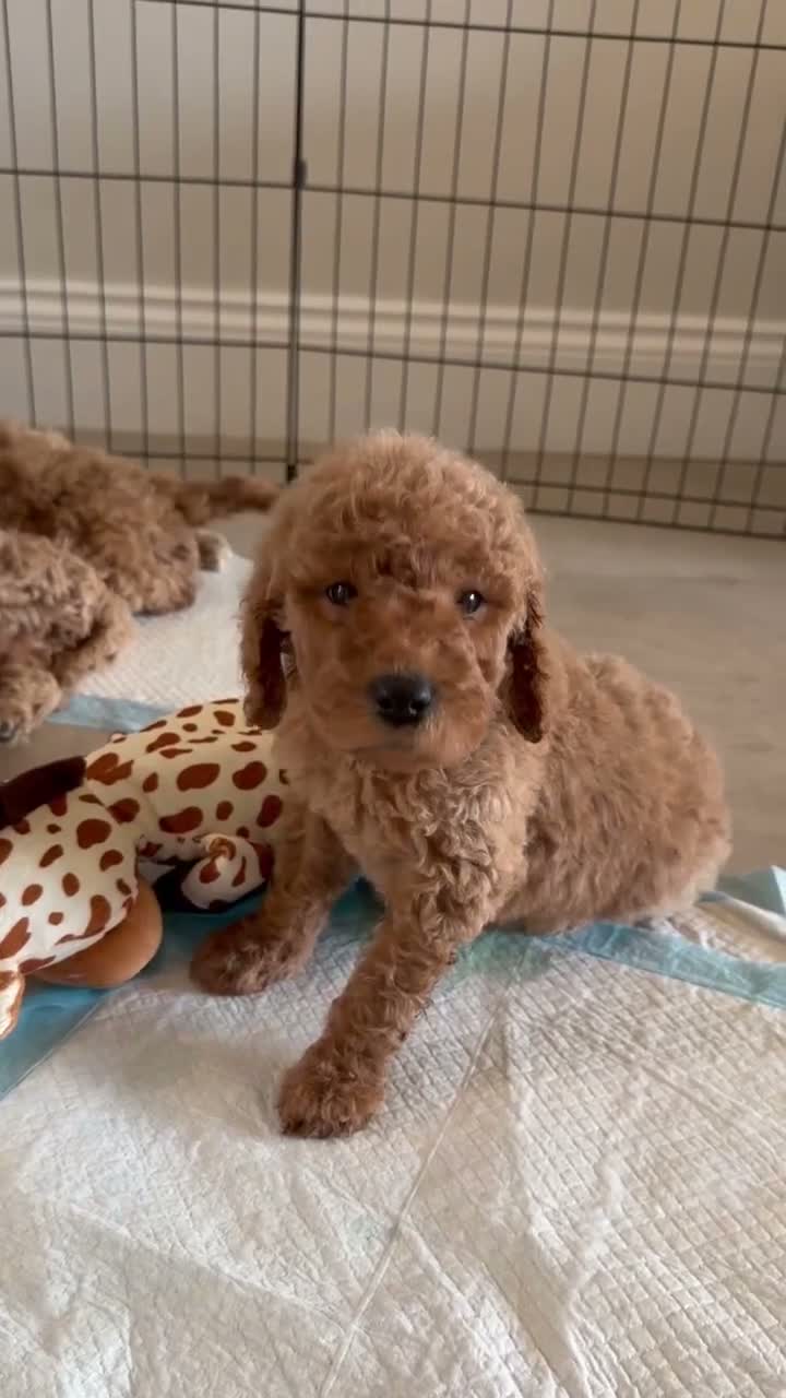Goldendoodle dogs for sale: Super Quality Doodles  - Video 2
