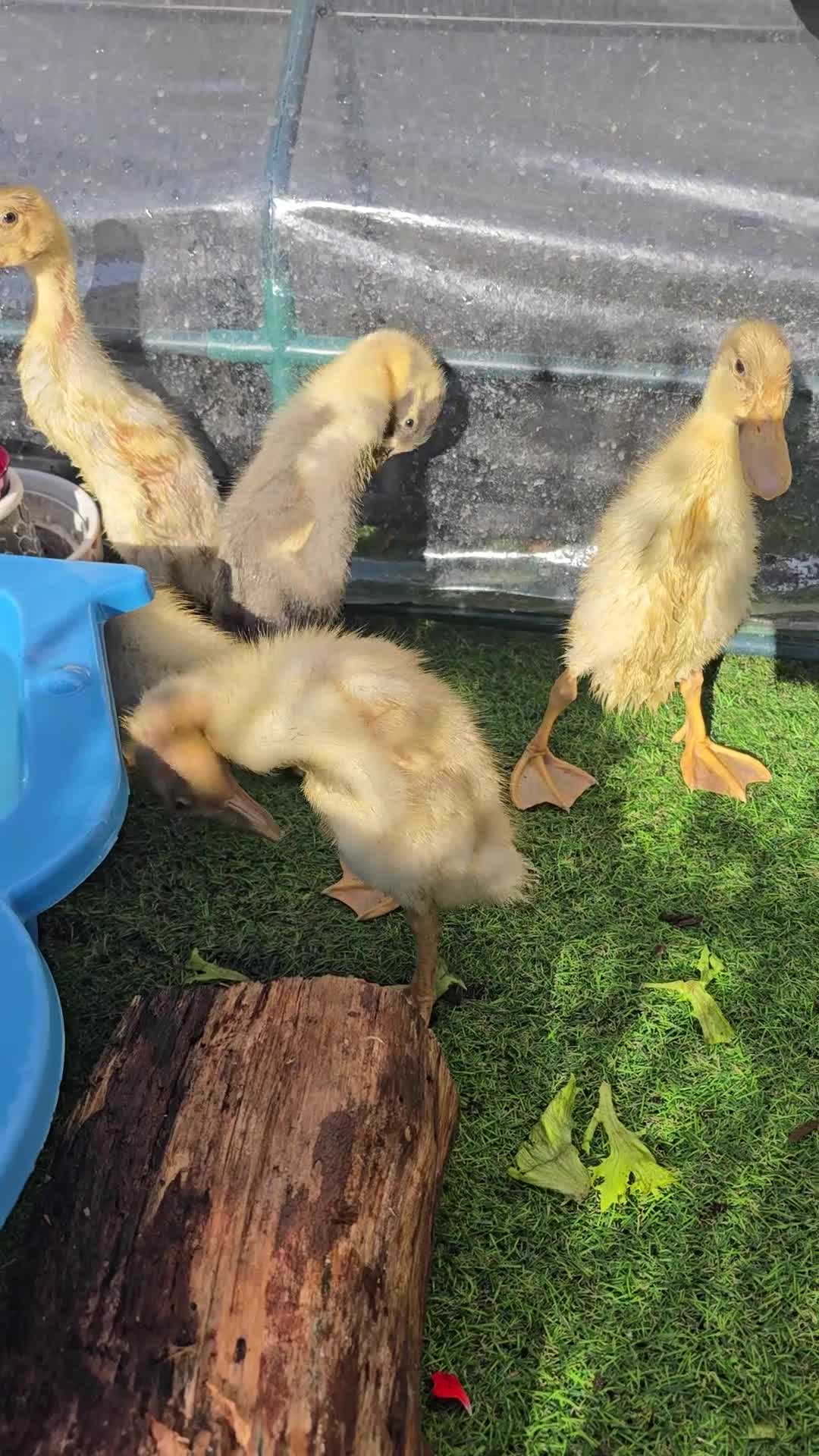 Ducks poultry for sale: Indian Runner ducklings - Video 1
