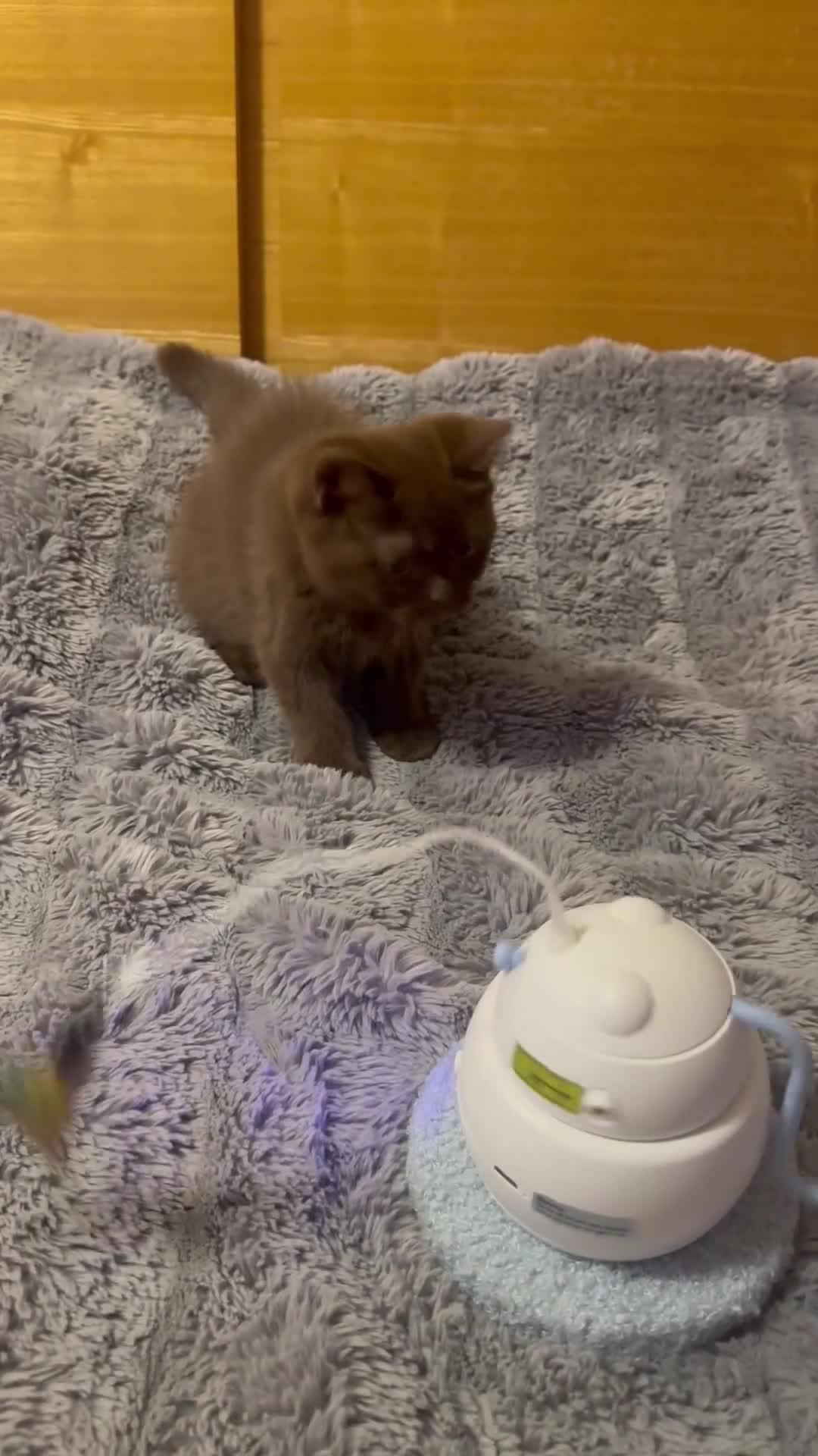 British Shorthair cats for sale: Gccf registered kittens  - Video 1