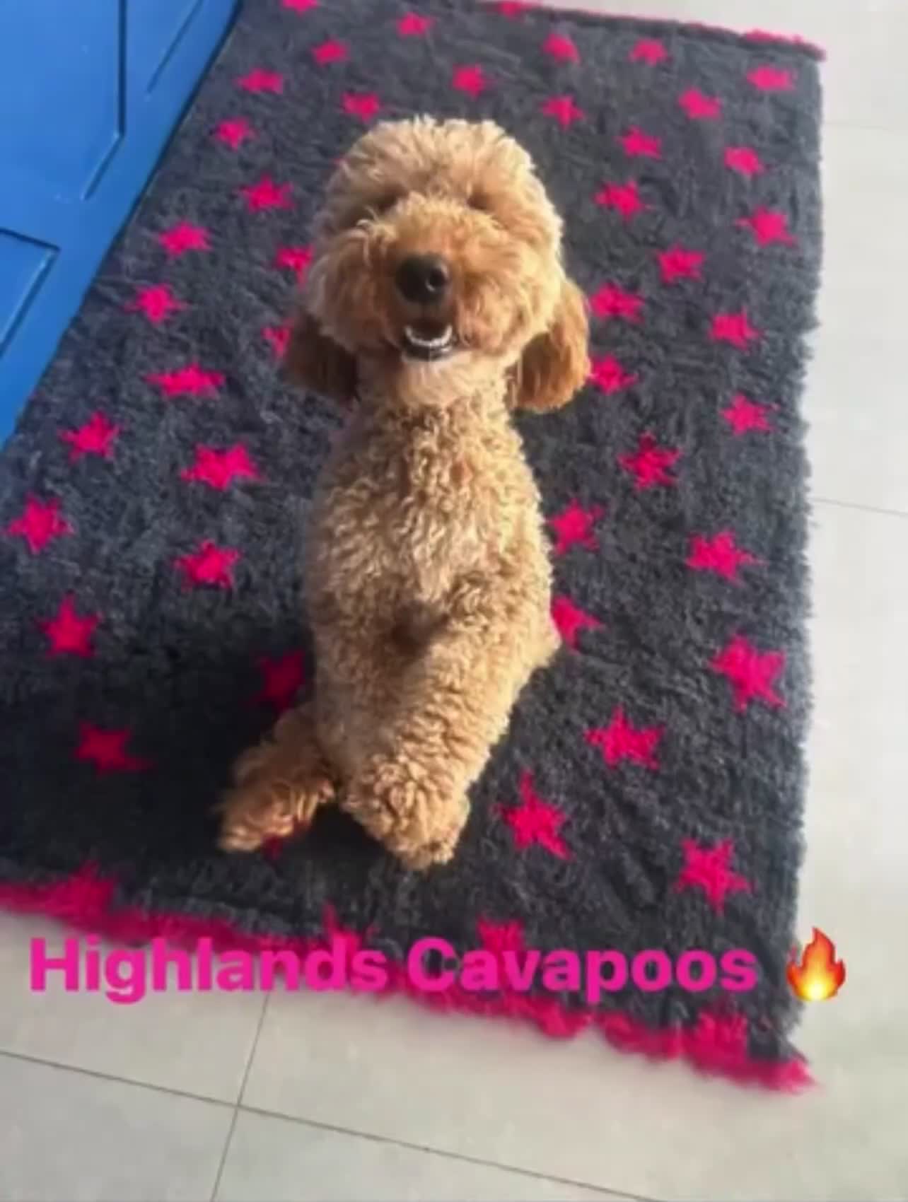 Cavapoo dogs for sale: RED HEALTH TESTED CAVAPOOS 5 STAR LICENSED  - Video 1