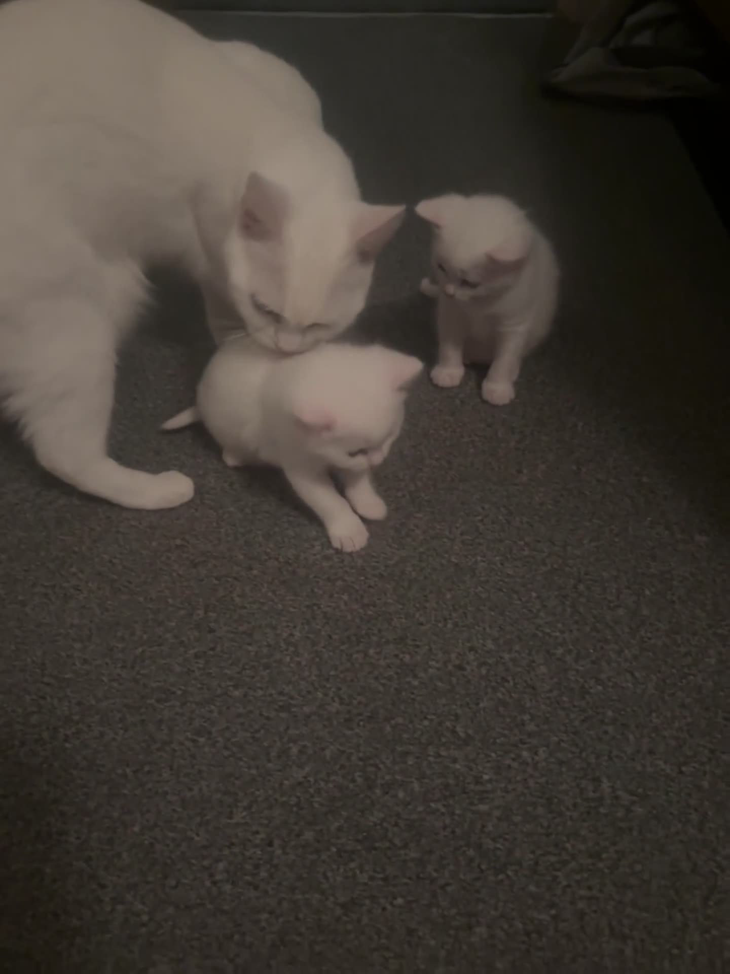 Mixed Breed cats for sale: Male white kittens ready 12.02.26 - Video 3