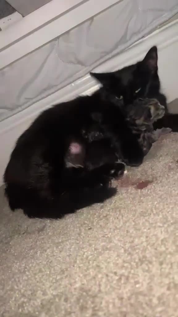 Mixed Breed cats for sale: Tiny kittens  - Video 1
