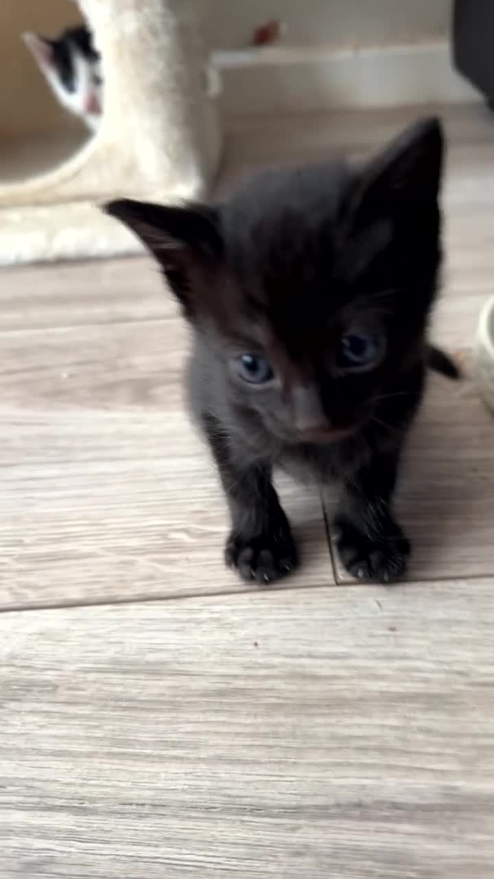 Mixed Breed cats for sale: 2 beautiful boys looking for homes. - Video 2
