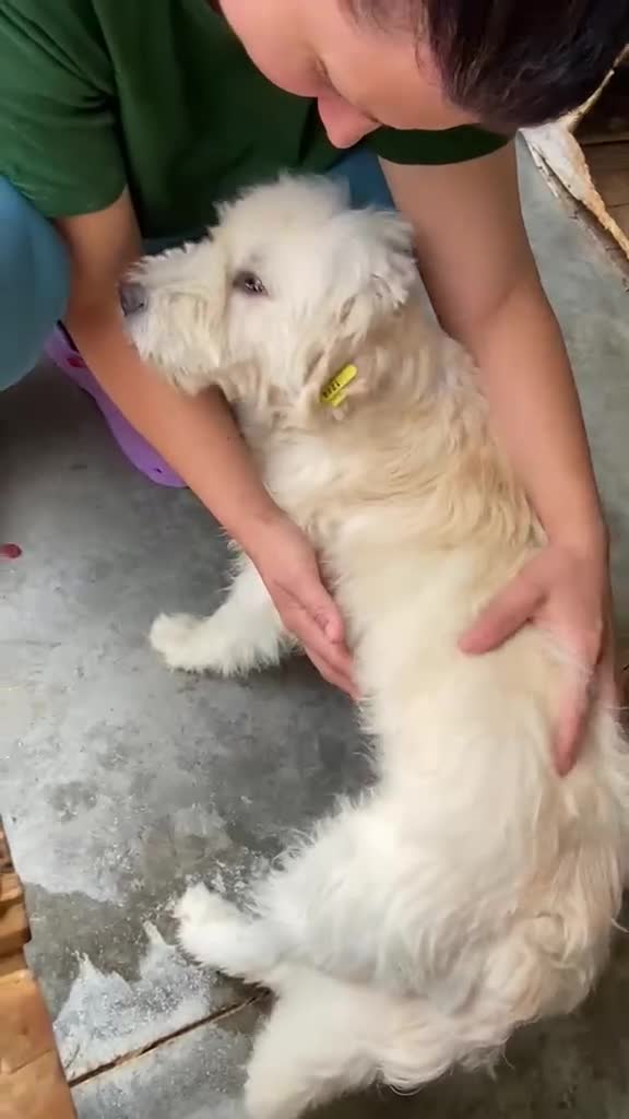 Mixed Breed dogs for adoption: McWessie, 2-3 yrs old. Available for adoption. - Video 1