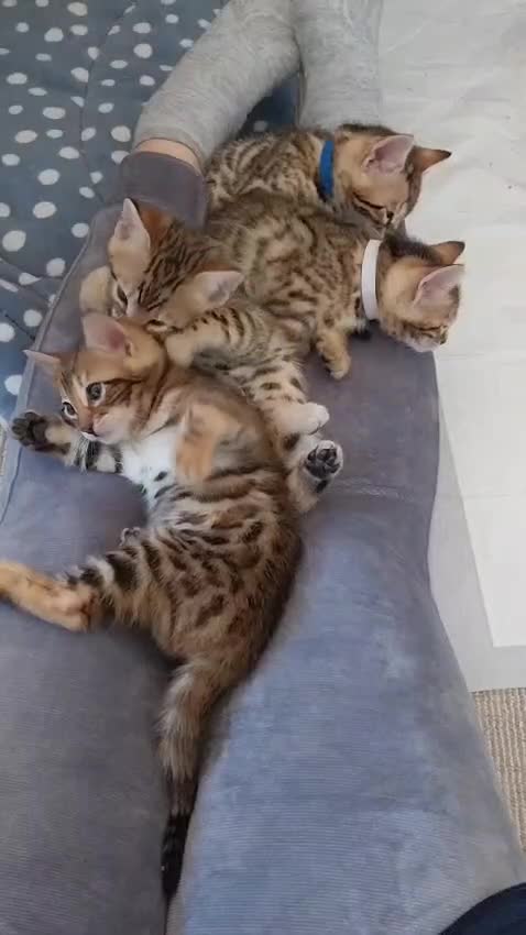Bengal cats for sale: Bengal kittens- both parents TICA registered - Video 1