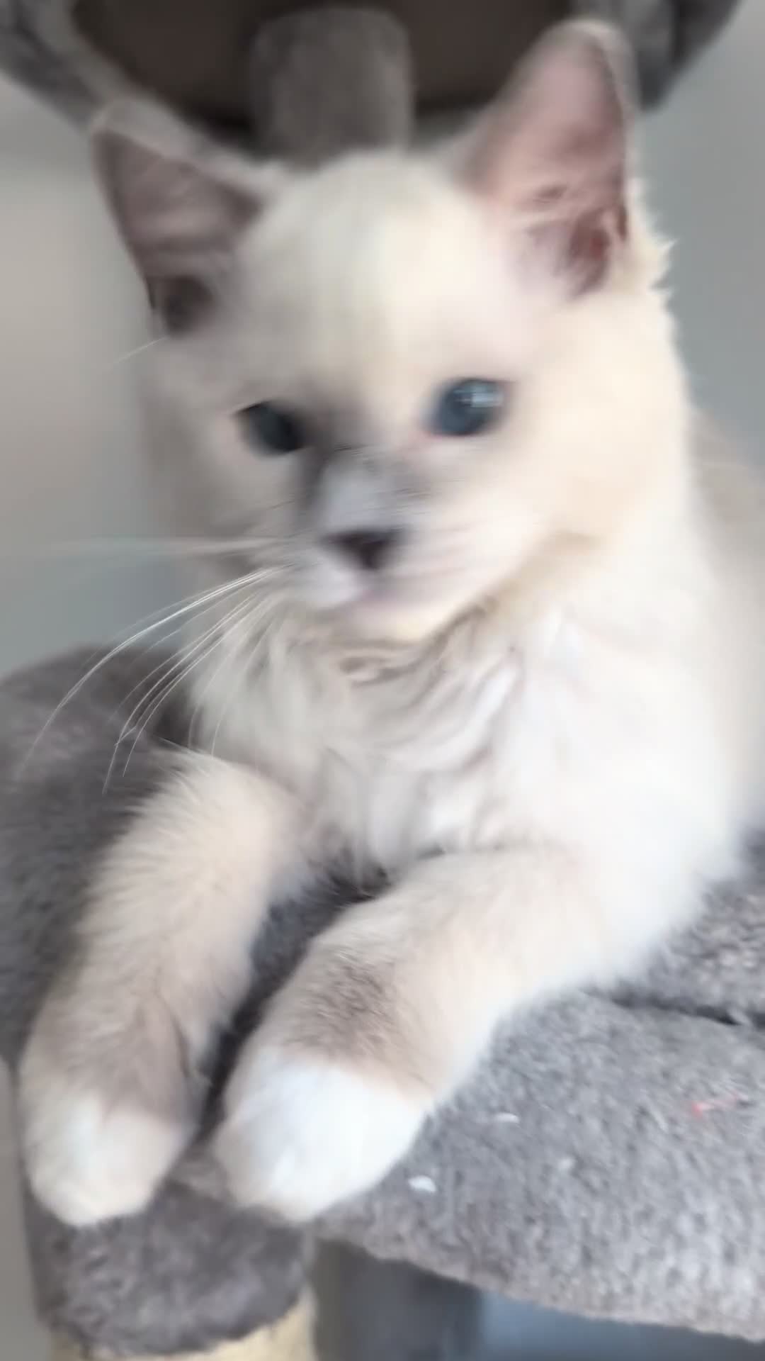 Ragdoll cats for sale: Champion EU pedigree TICA Ragdoll kitten  - Video 1