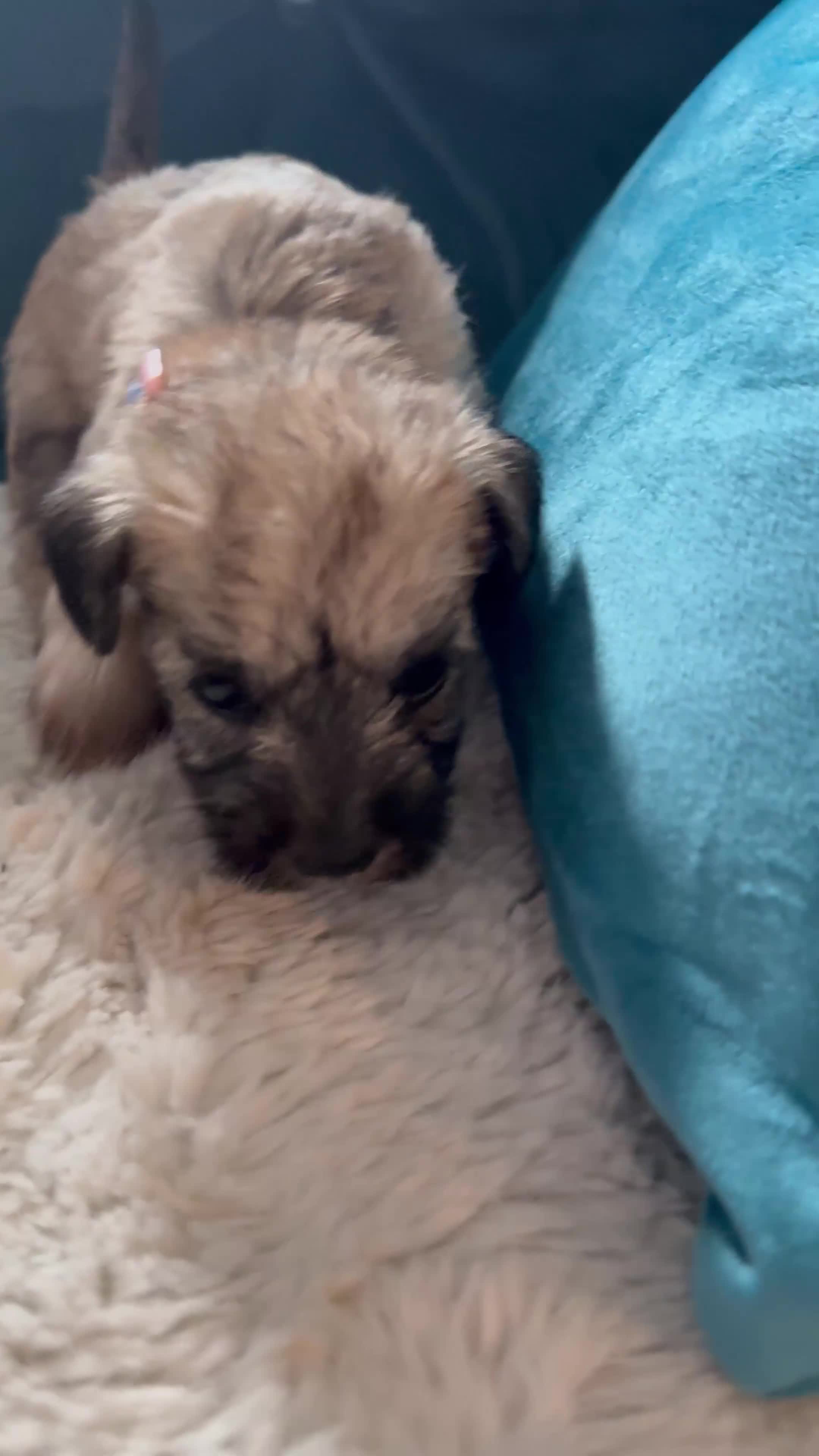 Miniature Schnauzer dogs for sale: Beautiful litter of Miniature Shnauzers  - Video 5