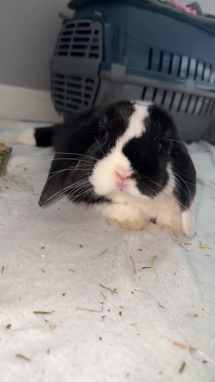 Mini Lop rabbits for sale: Cow boy (mini lop) in Aldershot - Video 2