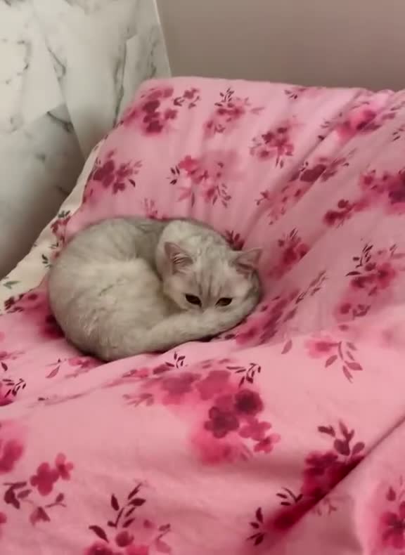 British Shorthair cats for sale: BSH silver point kitten  - Video 1
