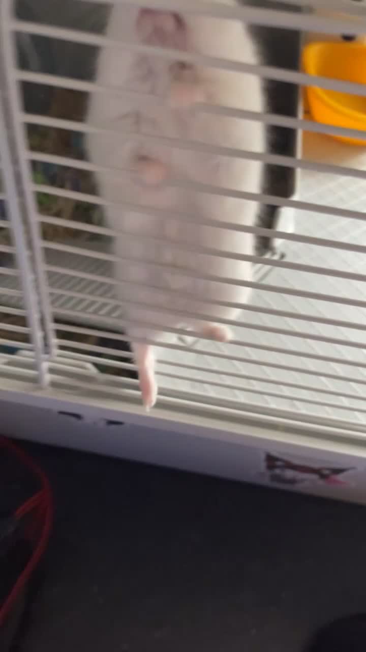 Hamster rodents for sale: Dwarf hamster for sale in Nottingham - Video 1