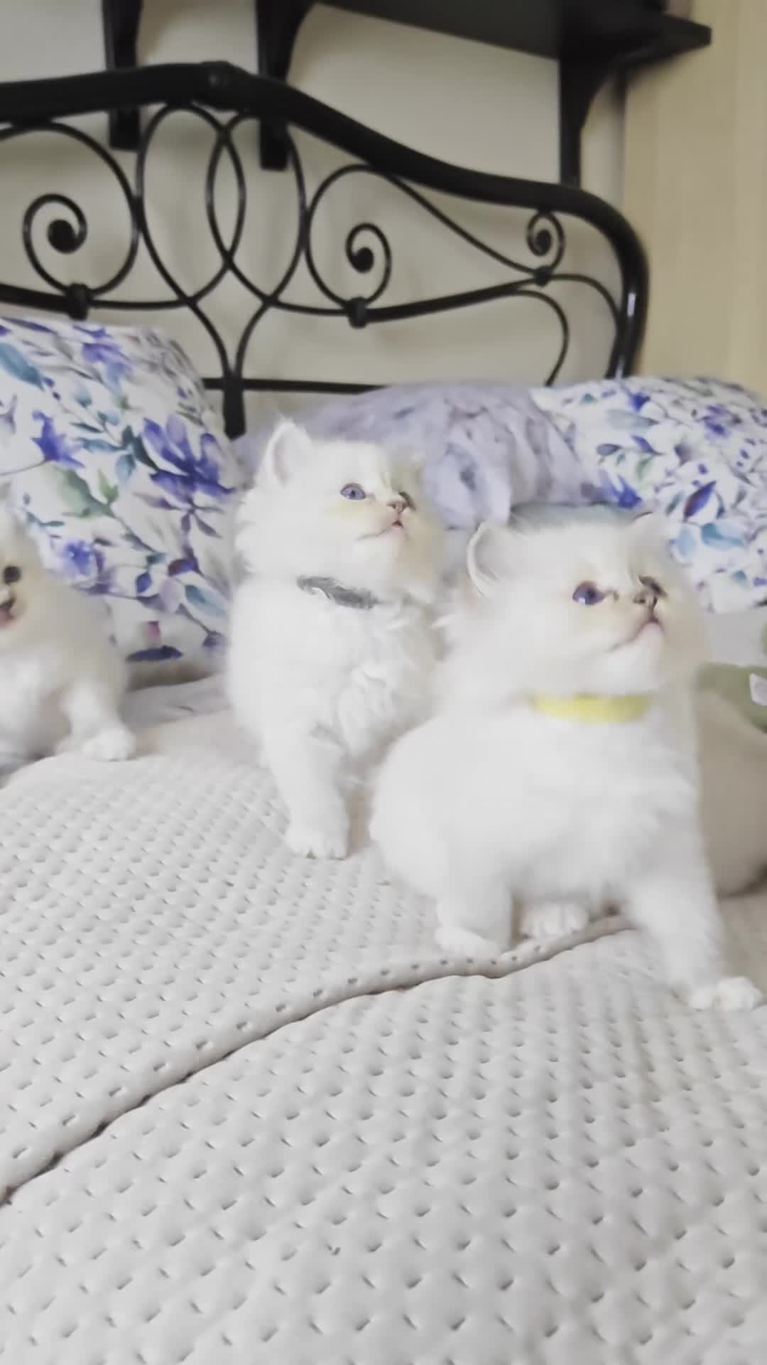 Ragdoll cats for sale: BEAUTIFUL RAGDOLLS KITTENS GCCF REGISTERED  - Video 1