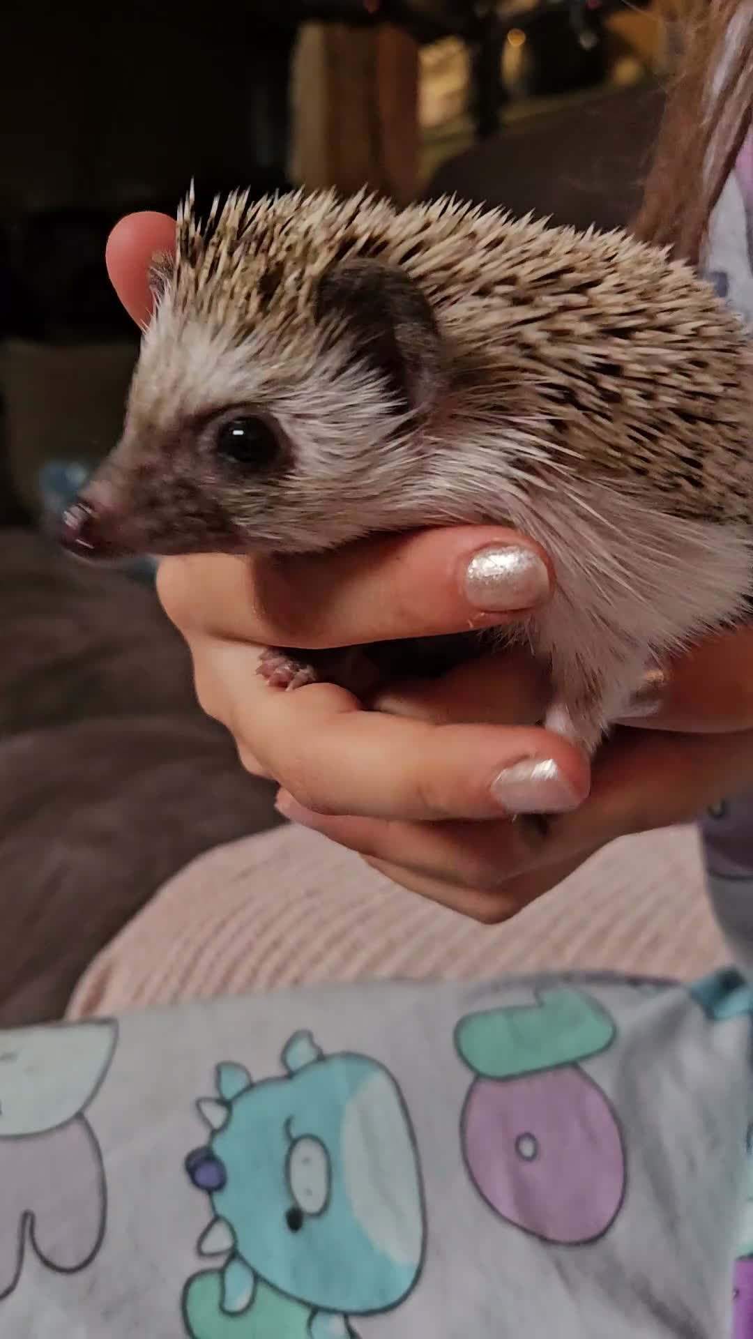 Pygmy Hedgehog rodents for sale: Female African pygmy hedgehog  - Video 1