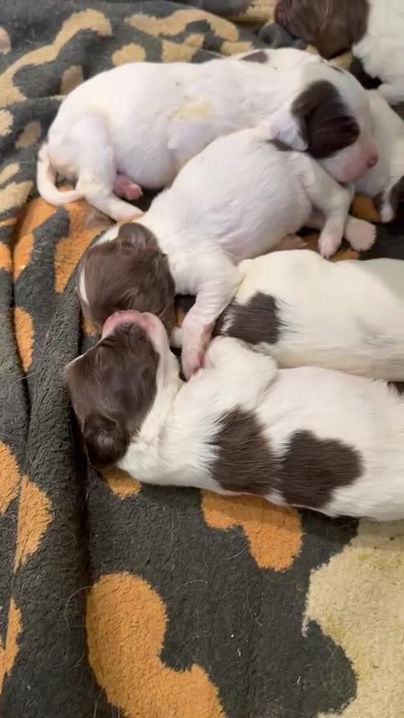 English Springer Spaniel dogs for sale: KC English Springer Spaniel puppies for sale - Video 1