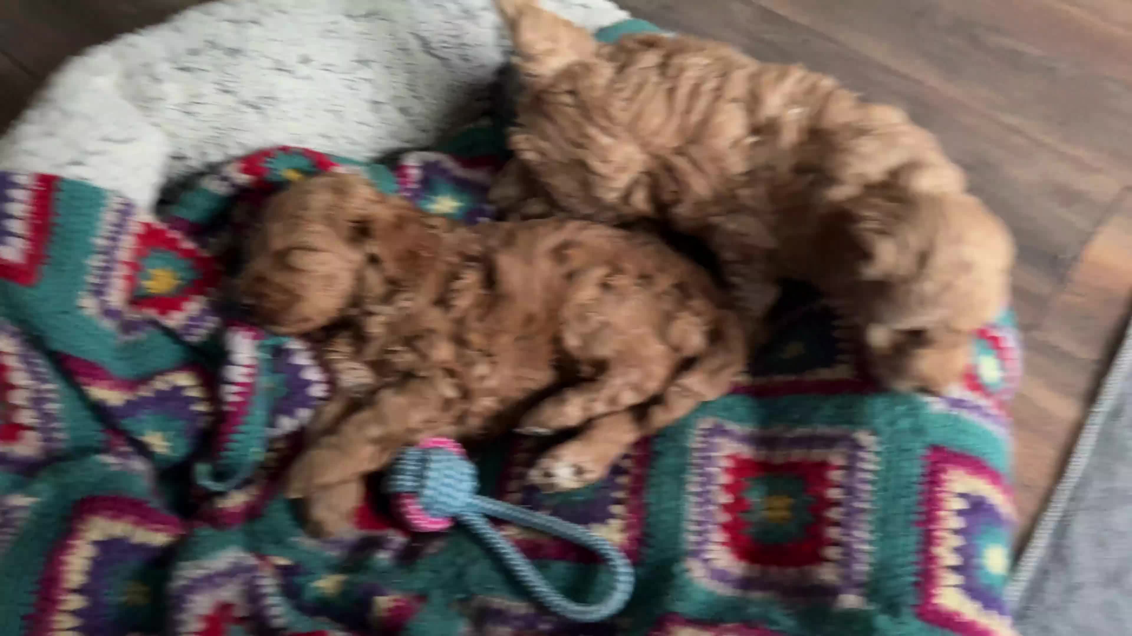 Australian Labradoodle dogs for sale: Multigenerational Australian Labradoodle  - Video 4