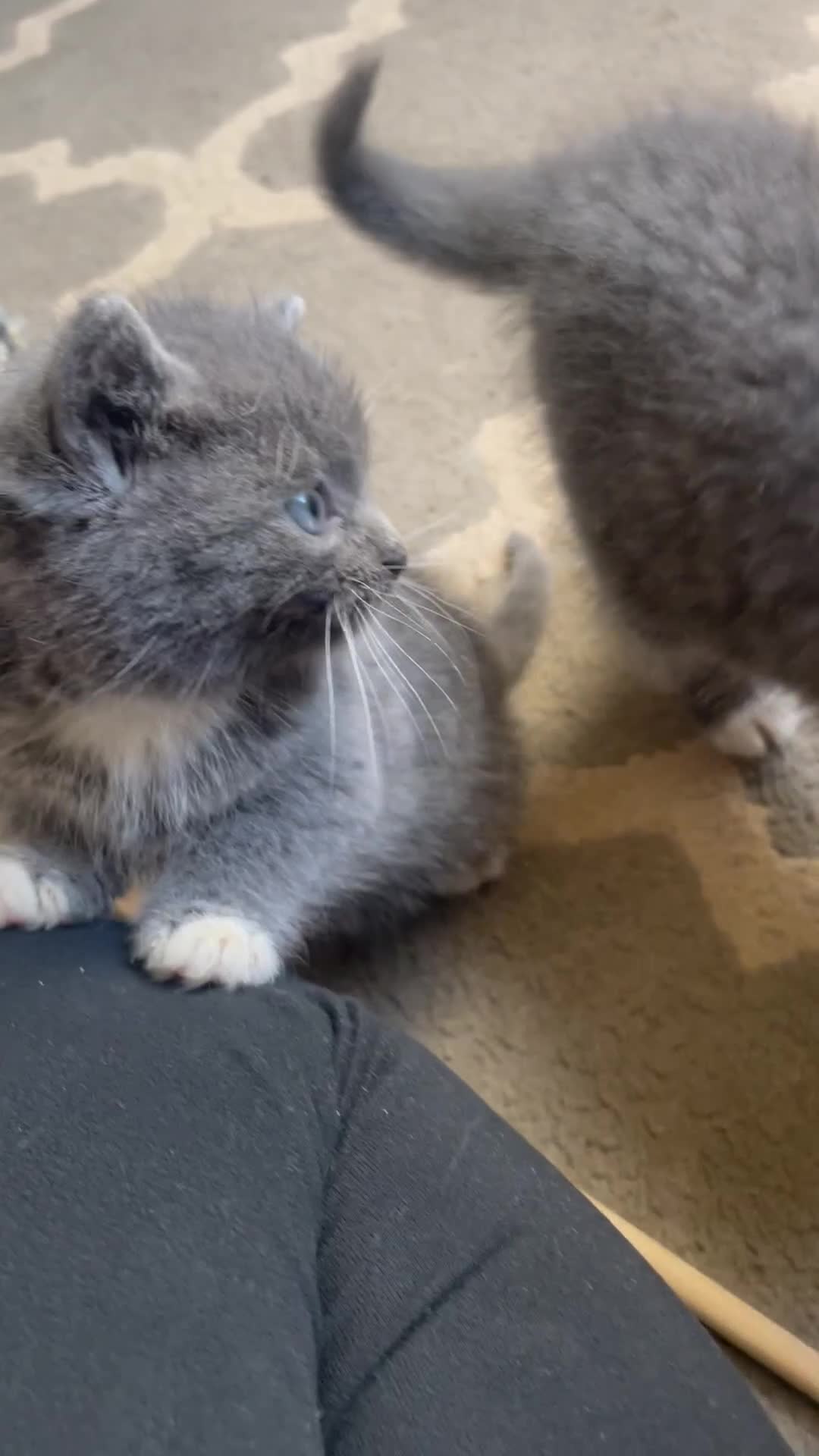 Mixed Breed cats for sale: 2 little fluffy kittens - Video 1