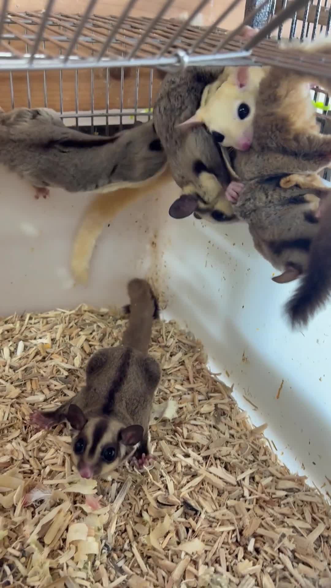 Sugar Glider rodents for sale: Lots of stunning sugar gliders  - Video 2