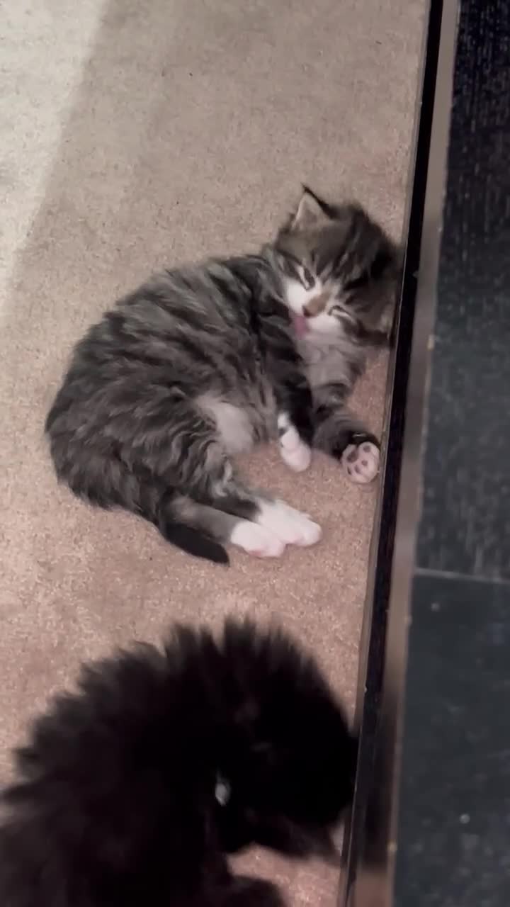 British Shorthair cats for sale: Gorgeous british shorthair kittens for sale 🐈 - Video 1